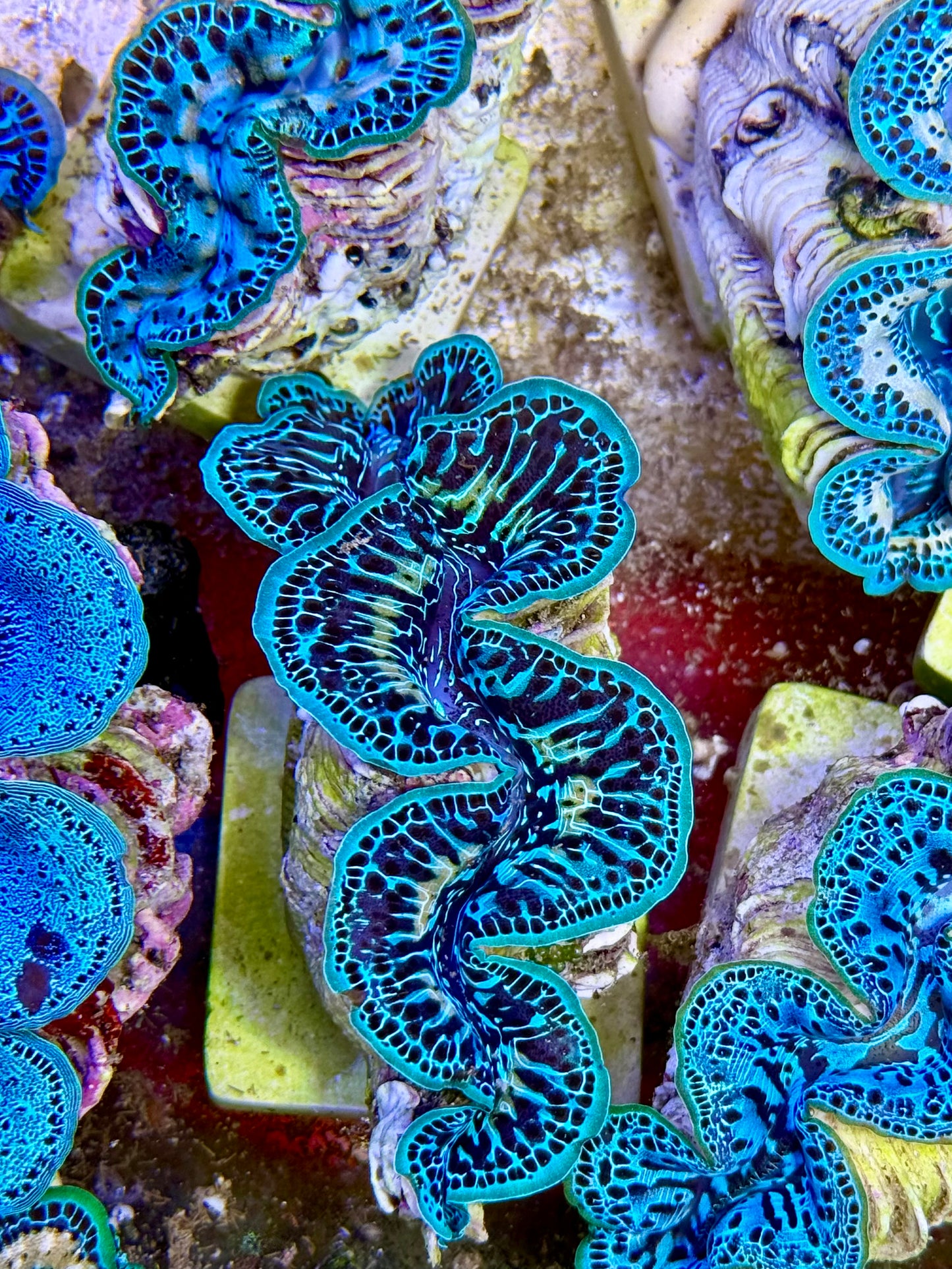 Cultured Maxima Clam 2.5” to 3.5” ultra, blue and black with white markings Clam