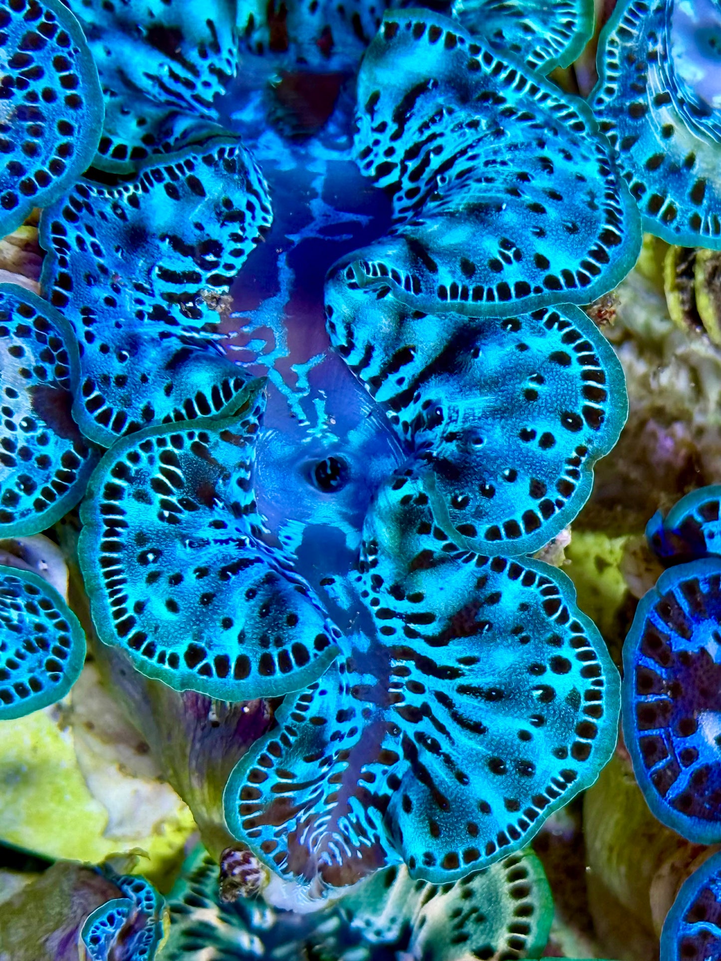 Cultured Maxima Clam 2.5” to 3.5” multi blue ultra clam