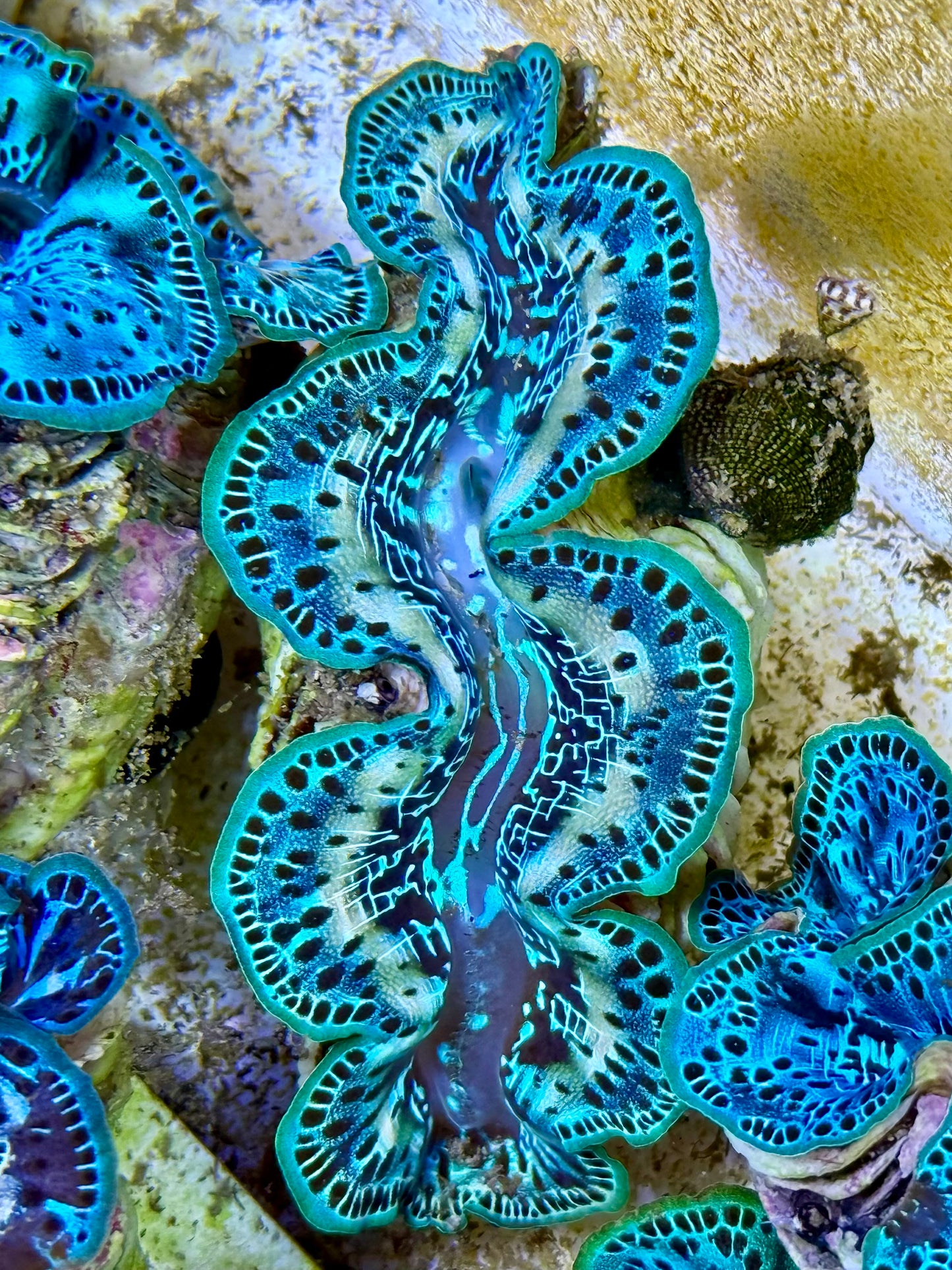 Cultured Maxima Clam 2.5” to 3.5” mixed white with baby blue and multicolor blues