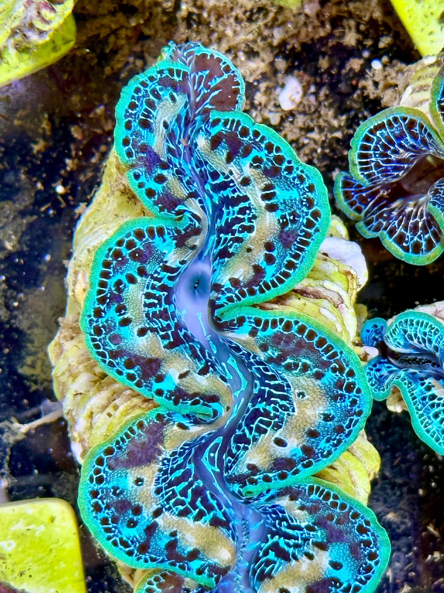Cultured Maxima Clam 2.5” to 3.5” thick white markings and multi blue colors