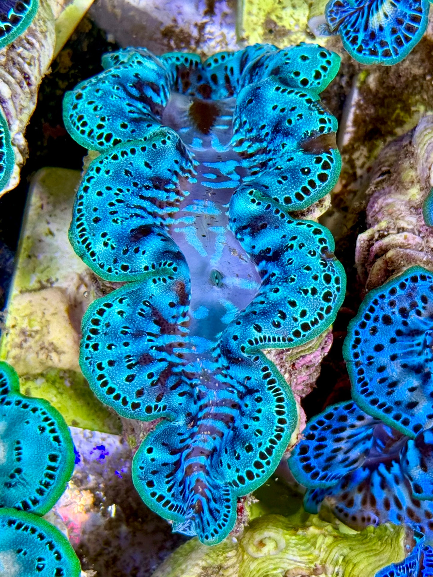 Cultured Maxima Clam 2.5” to 3.5” two tone baby blue with black marks throughout