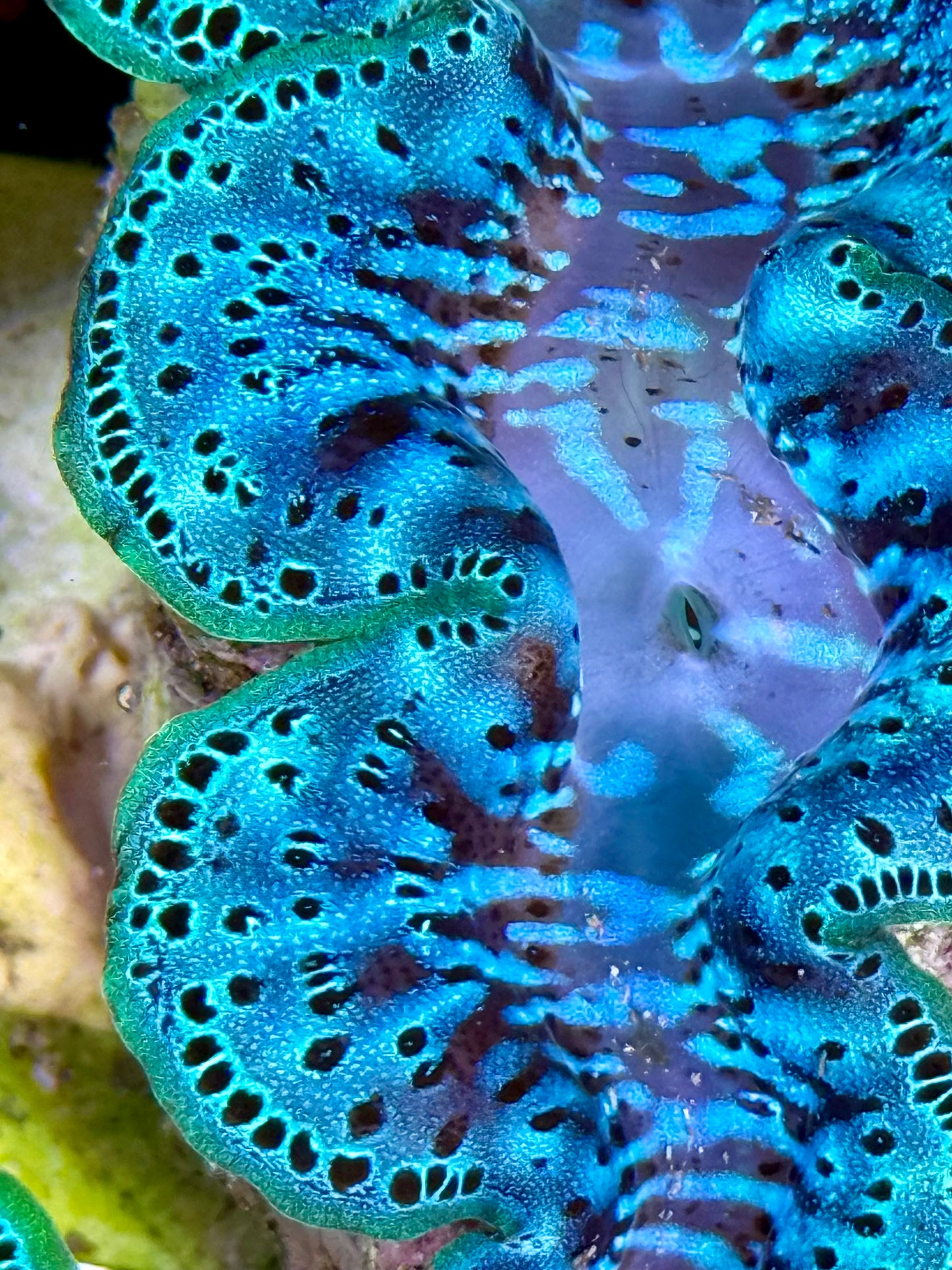Cultured Maxima Clam 2.5” to 3.5” two tone baby blue with black marks throughout