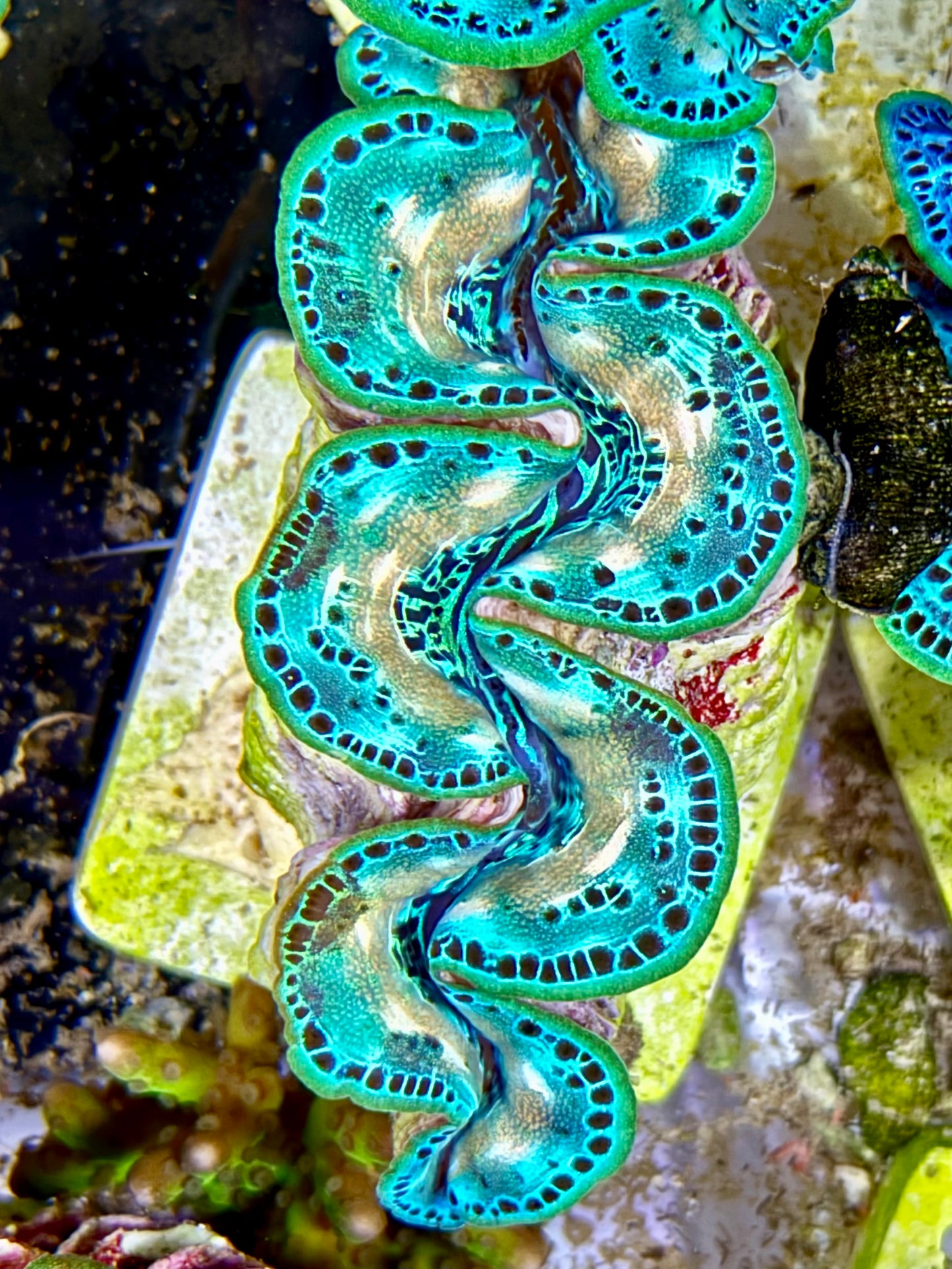 Cultured Maxima Clam 2.5” to 3.5” Super ultra yellow, marking neon green clam with black dots