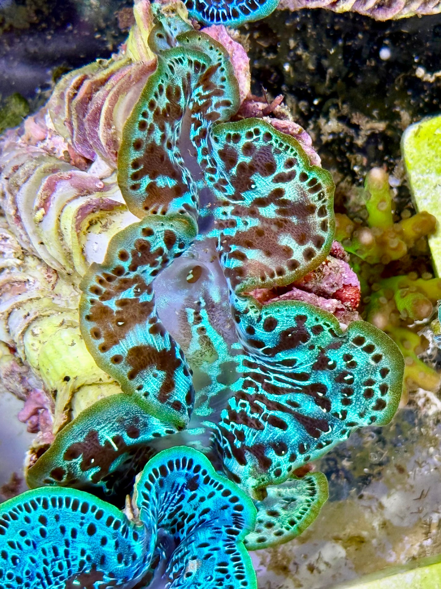 Cultured Maxima Clam 2.5” to 3.5”