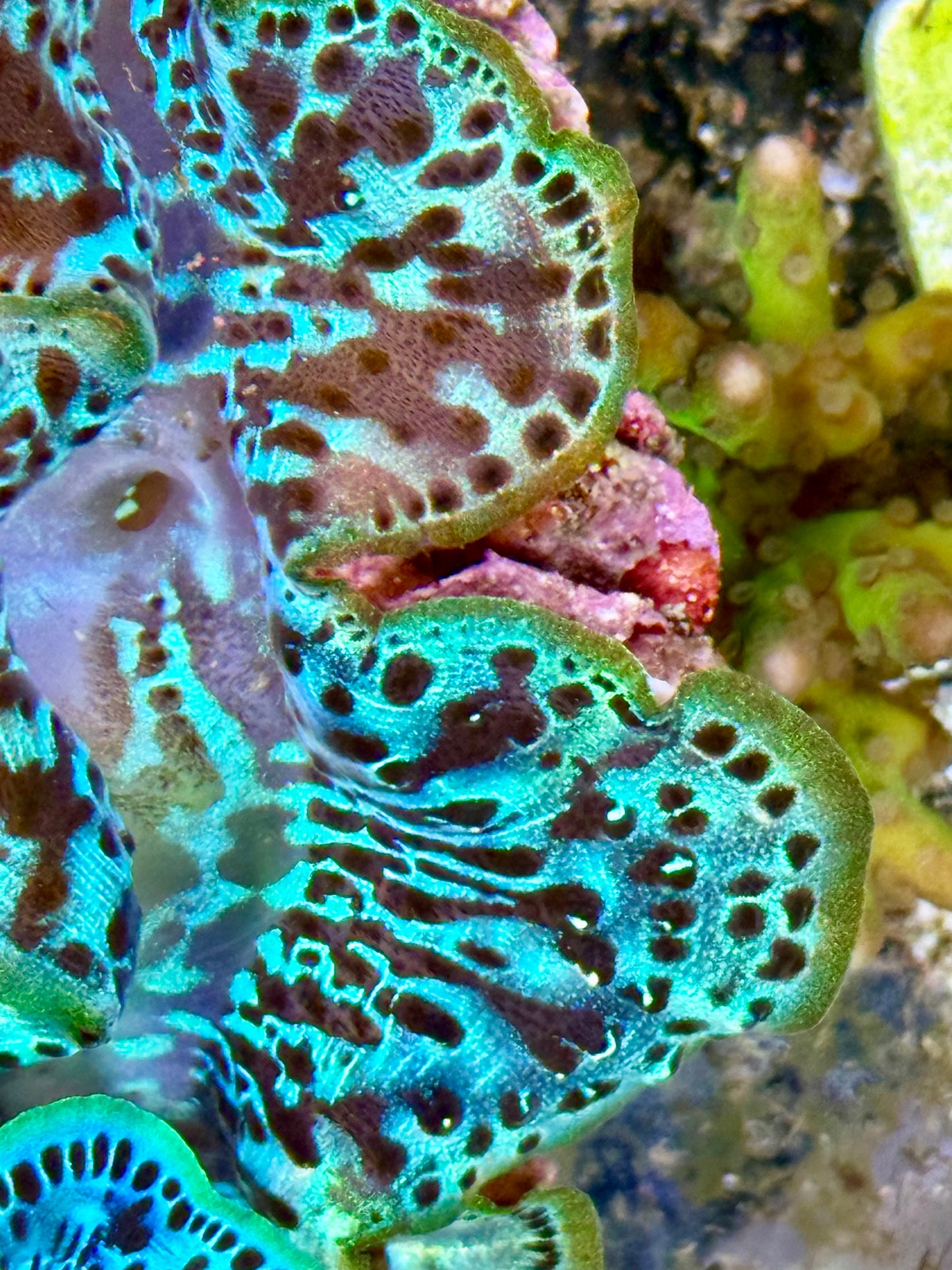 Cultured Maxima Clam 2.5” to 3.5”