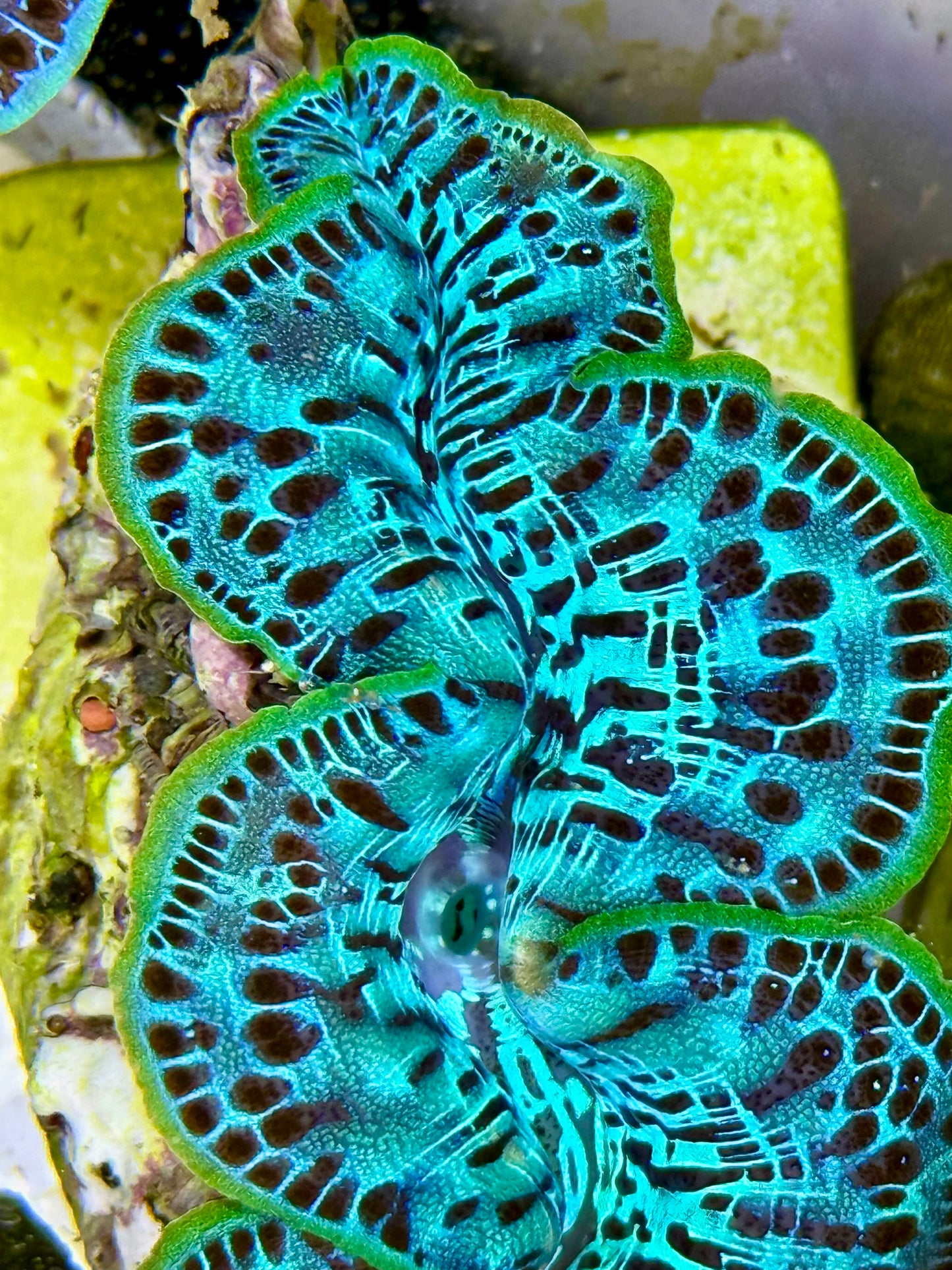Cultured Maxima Clam 2.5” to 3.5” neon green with black teardrops and black markings