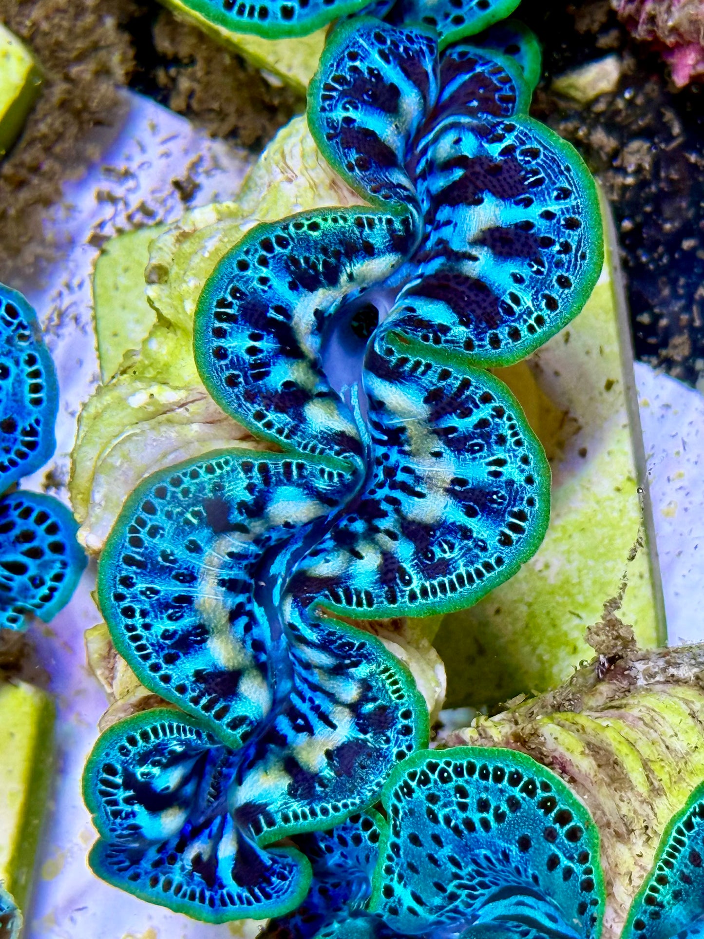 Cultured Maxima Clam 2.5” to 3.5” Super ultra deep blue baby blue yellow lines and neon lips with black dots