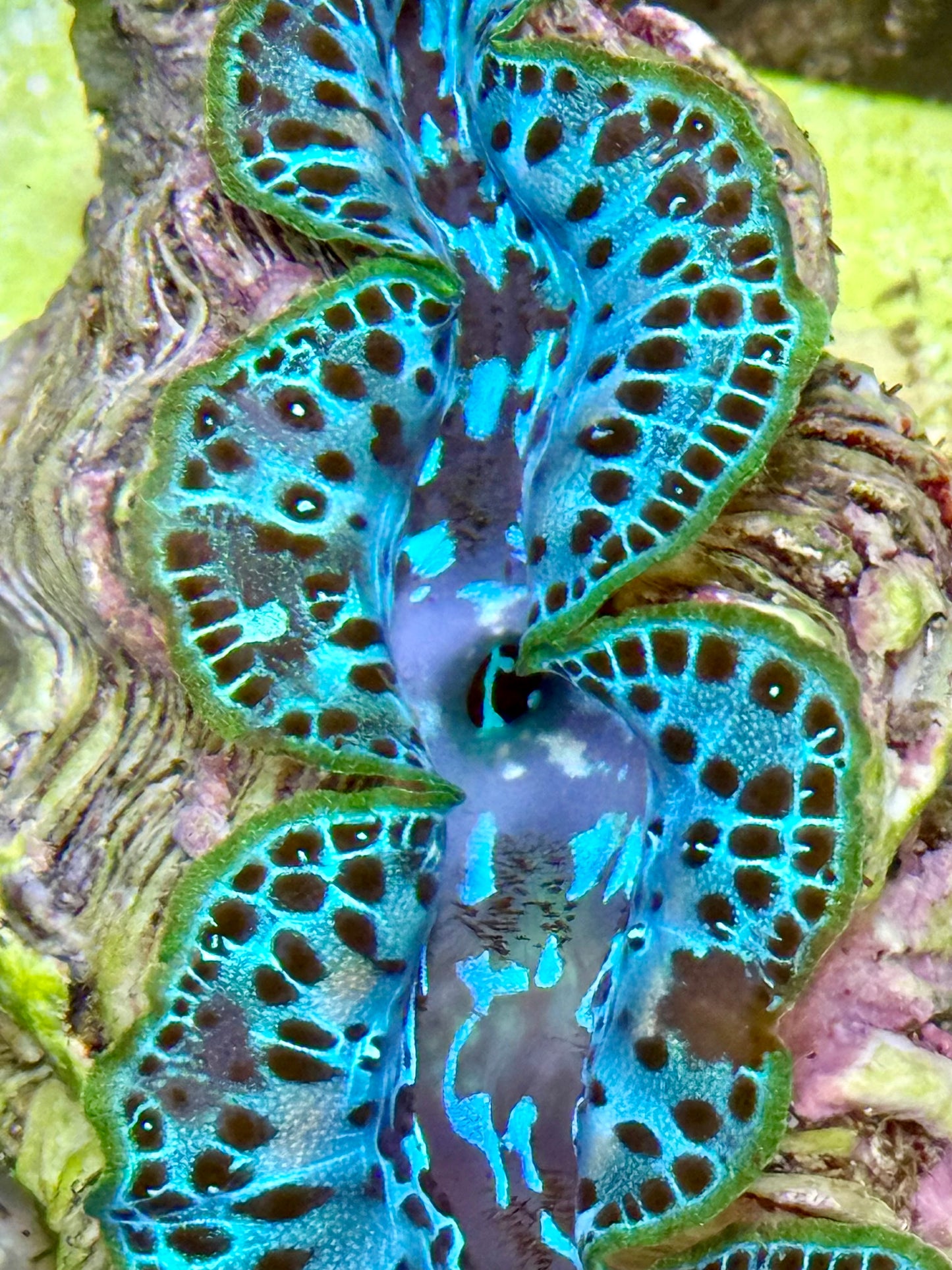 Cultured Maxima Clam 2.5” to 3.5” Neon green with black dots