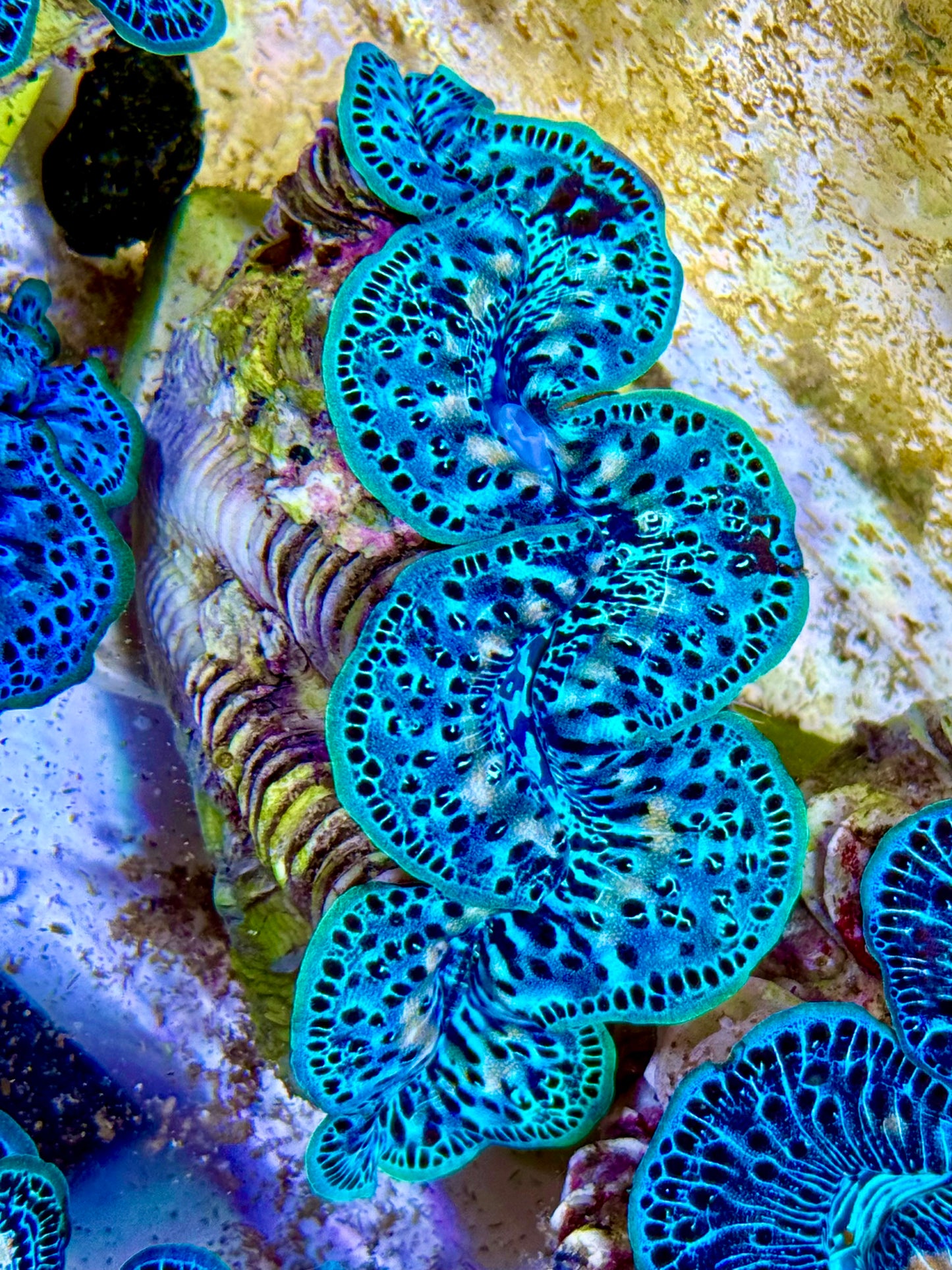 Cultured Maxima Clam 2.5” to 3.5” ultra multicolored neon mixed with black dots and some white throughout clam