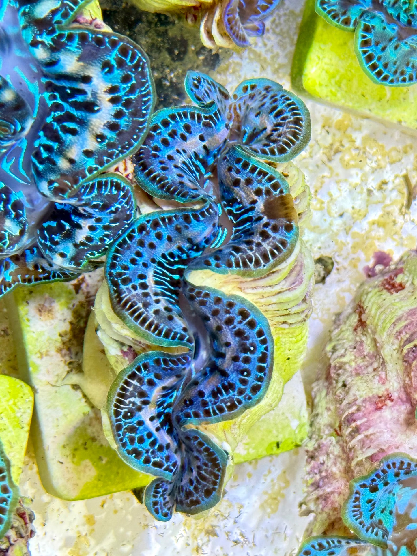 Cultured Maxima Clam 2.5” to 3.5” gorgeous baby blue Clam with mixed white lines
