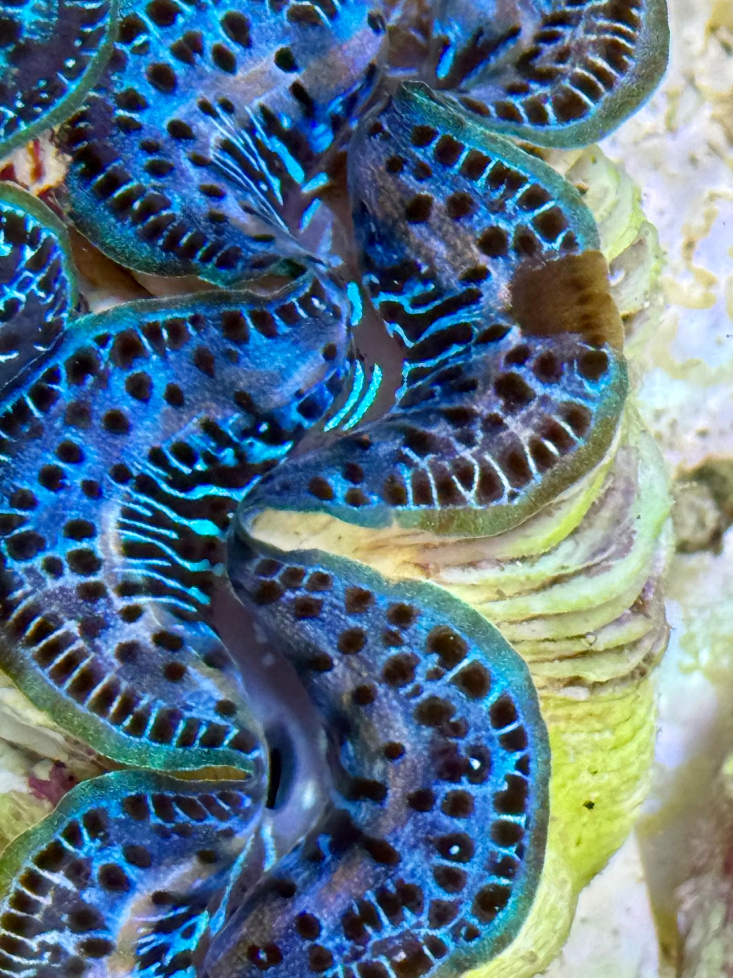 Cultured Maxima Clam 2.5” to 3.5” gorgeous baby blue Clam with mixed white lines