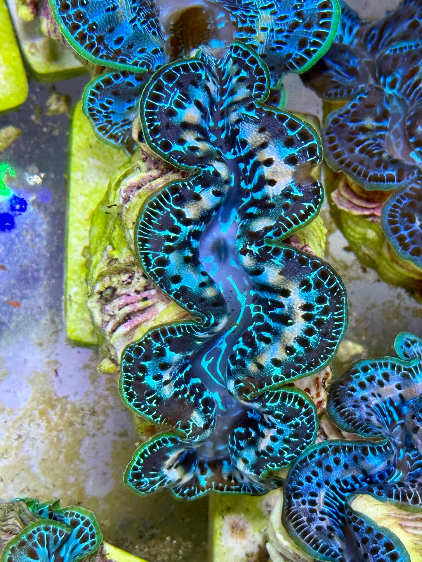 Cultured Maxima Clam 2.5” to 3.5” gorgeous Ultra mixed color Clam with white lines