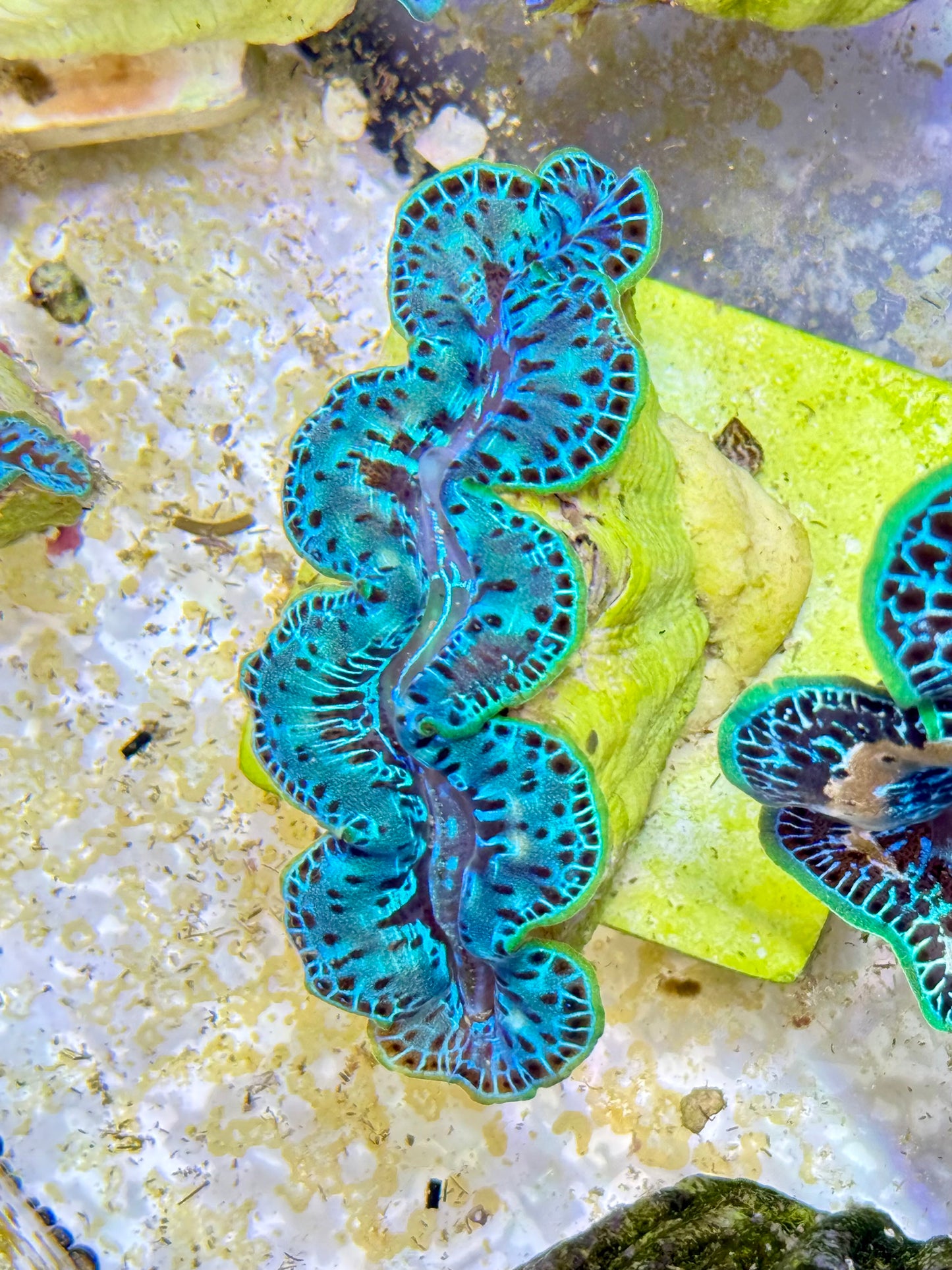 Cultured Maxima Clam 2.5” to 3.5” neon green with black dots Clam