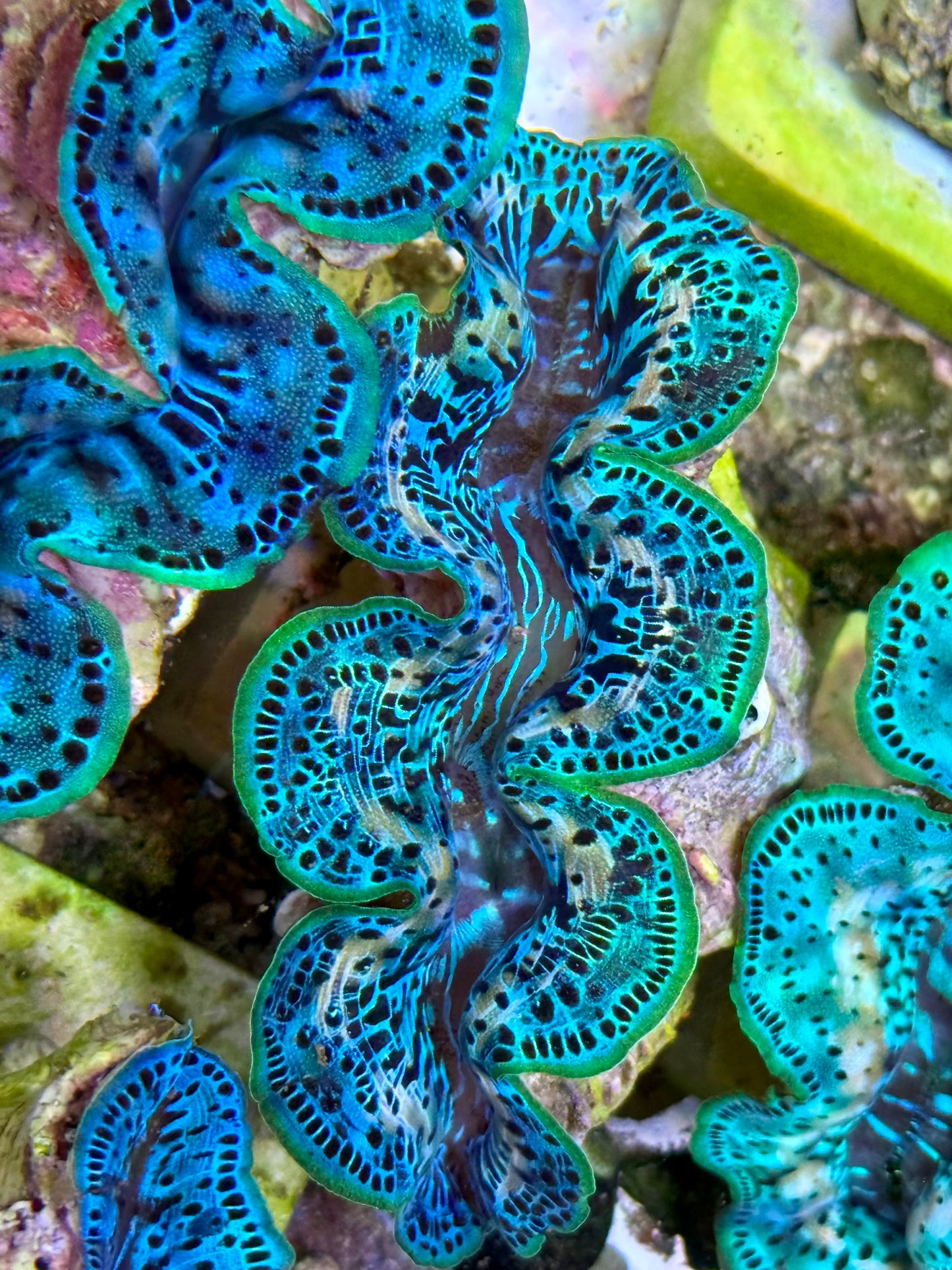 Cultured Maxima Clam 2.5” to 3.5” mixed colored ultra Clam