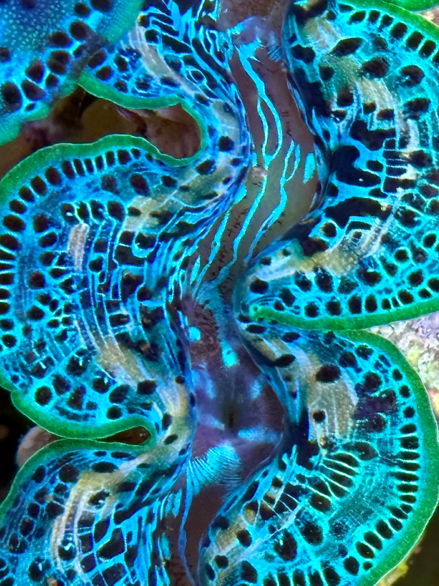 Cultured Maxima Clam 2.5” to 3.5” mixed colored ultra Clam