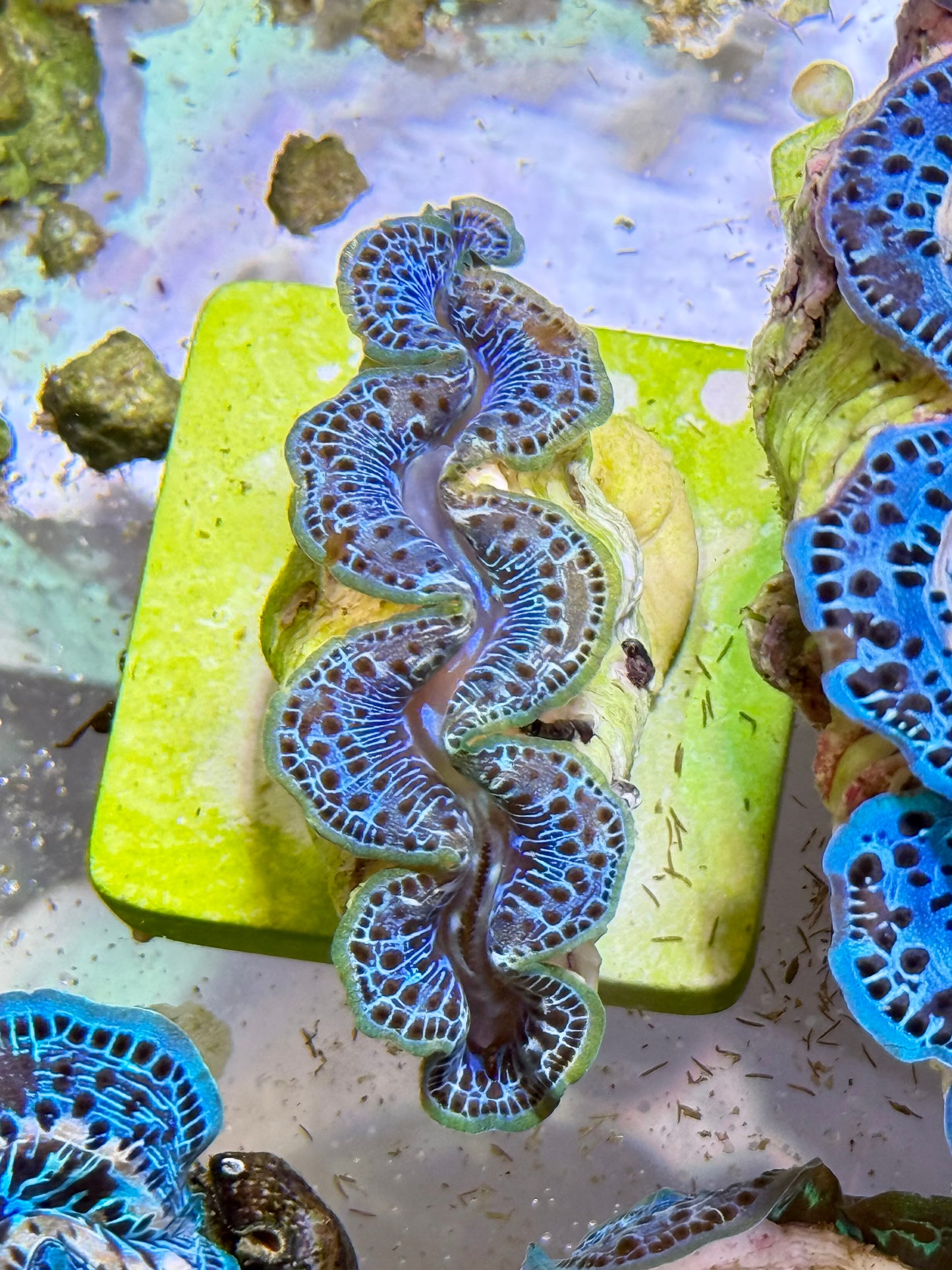 Cultured Maxima Clam 2.5” to 3.5” baby blue with black dots