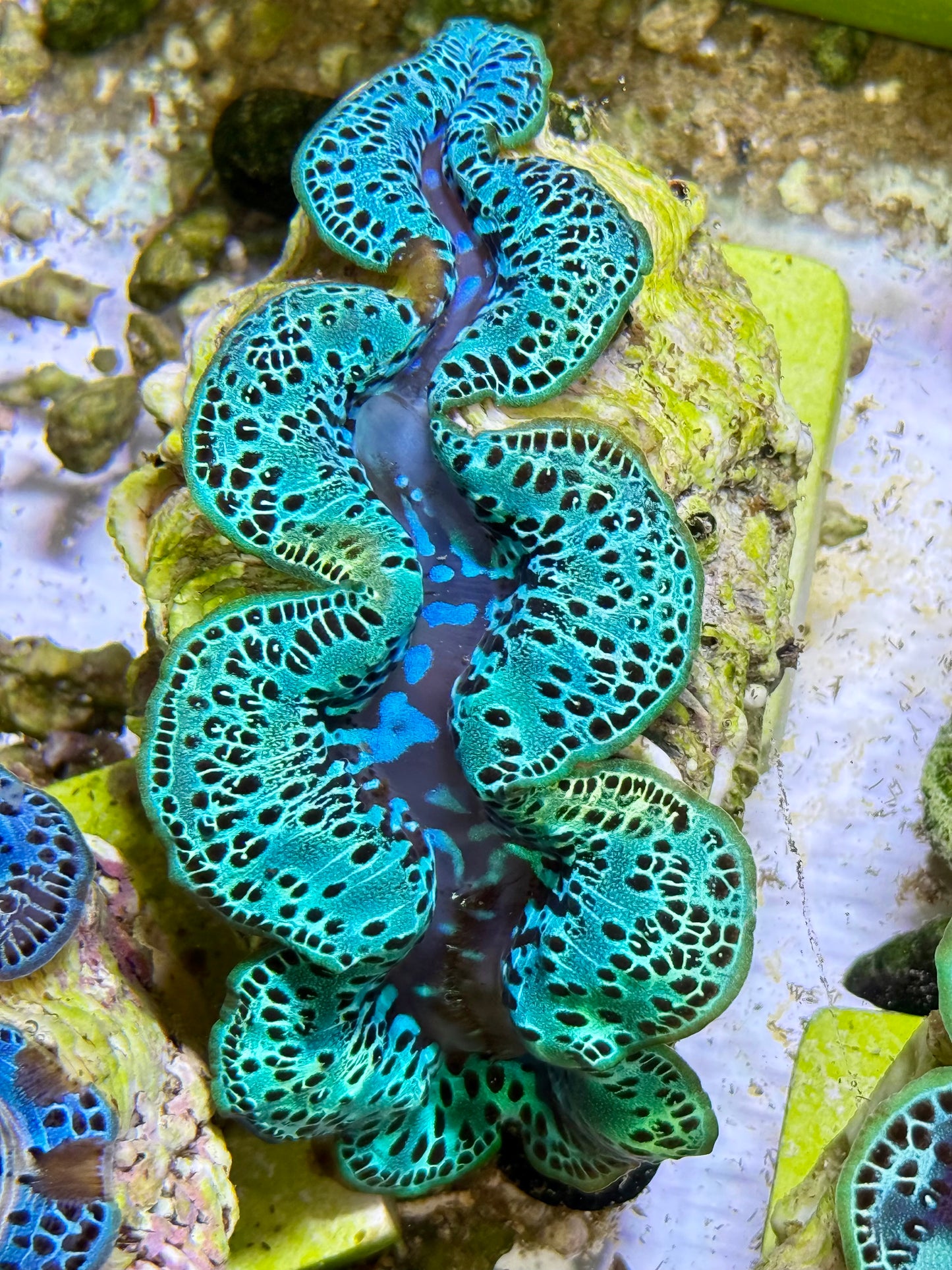 Cultured Maxima Clam 2.5” to 3.5” gorgeous, green and black CLAM