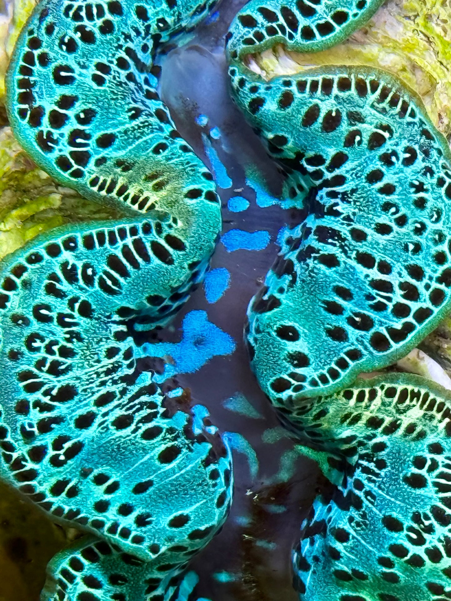 Cultured Maxima Clam 2.5” to 3.5” gorgeous, green and black CLAM