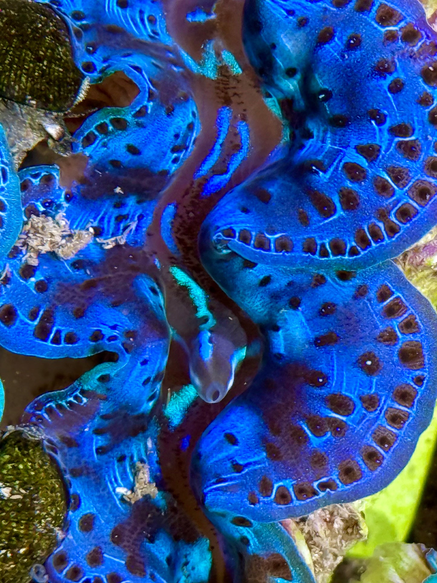 Cultured Maxima Clam 2.5” to 3.5” intense, blue and black Clam