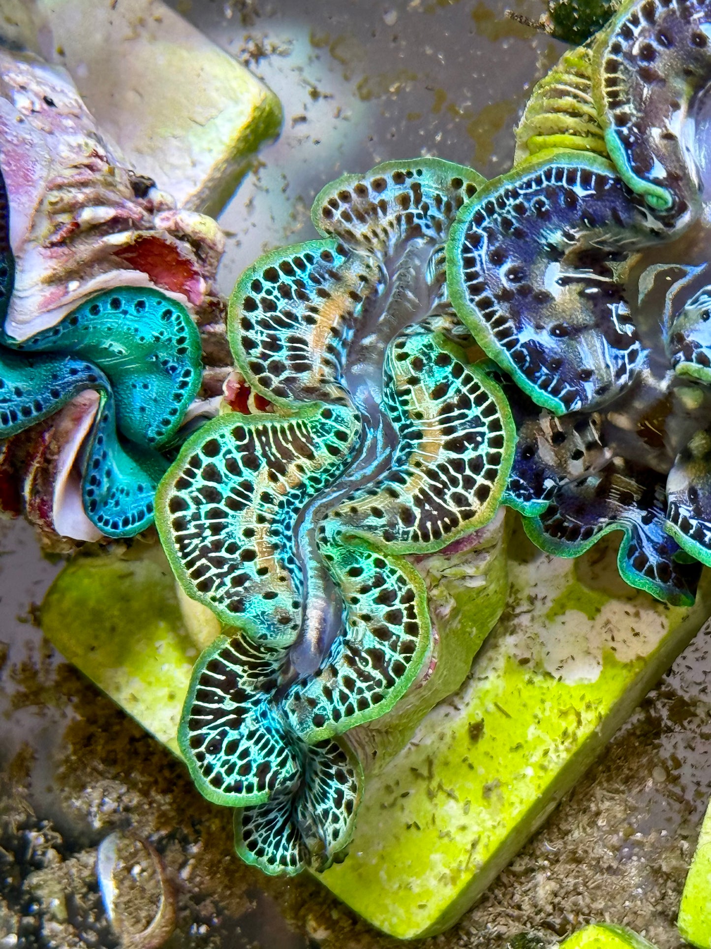 Cultured Maxima Clam 2.5” to 3.5” amazing Rainbow Clam with white lines multi colored