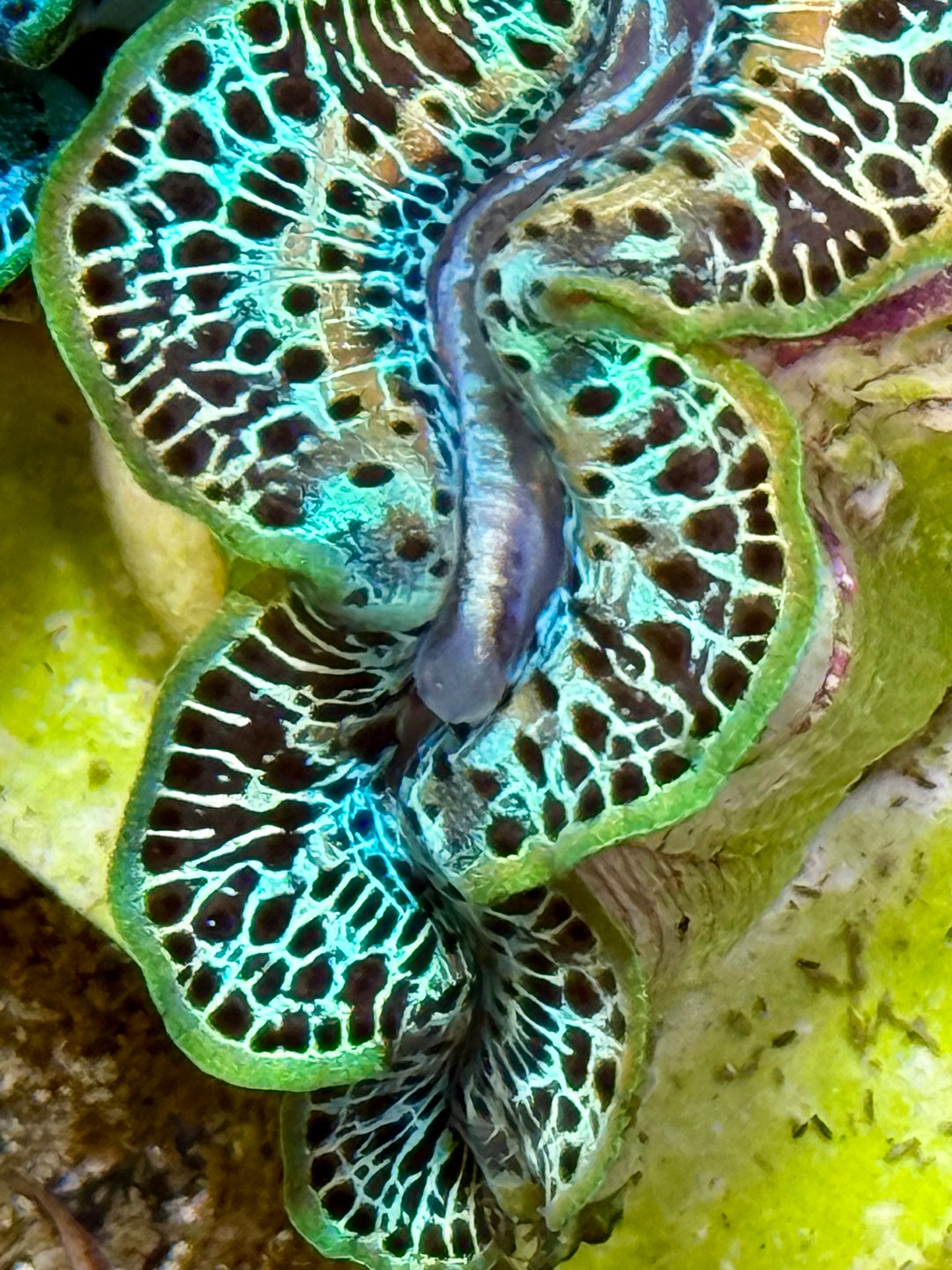 Cultured Maxima Clam 2.5” to 3.5” amazing Rainbow Clam with white lines multi colored