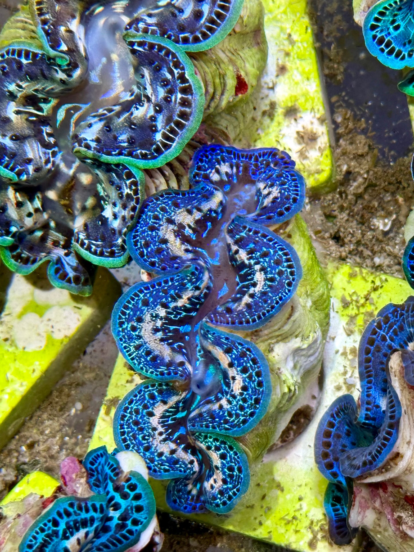 Cultured Maxima Clam 2.5” to 3.5” royal blue mixed color Clam