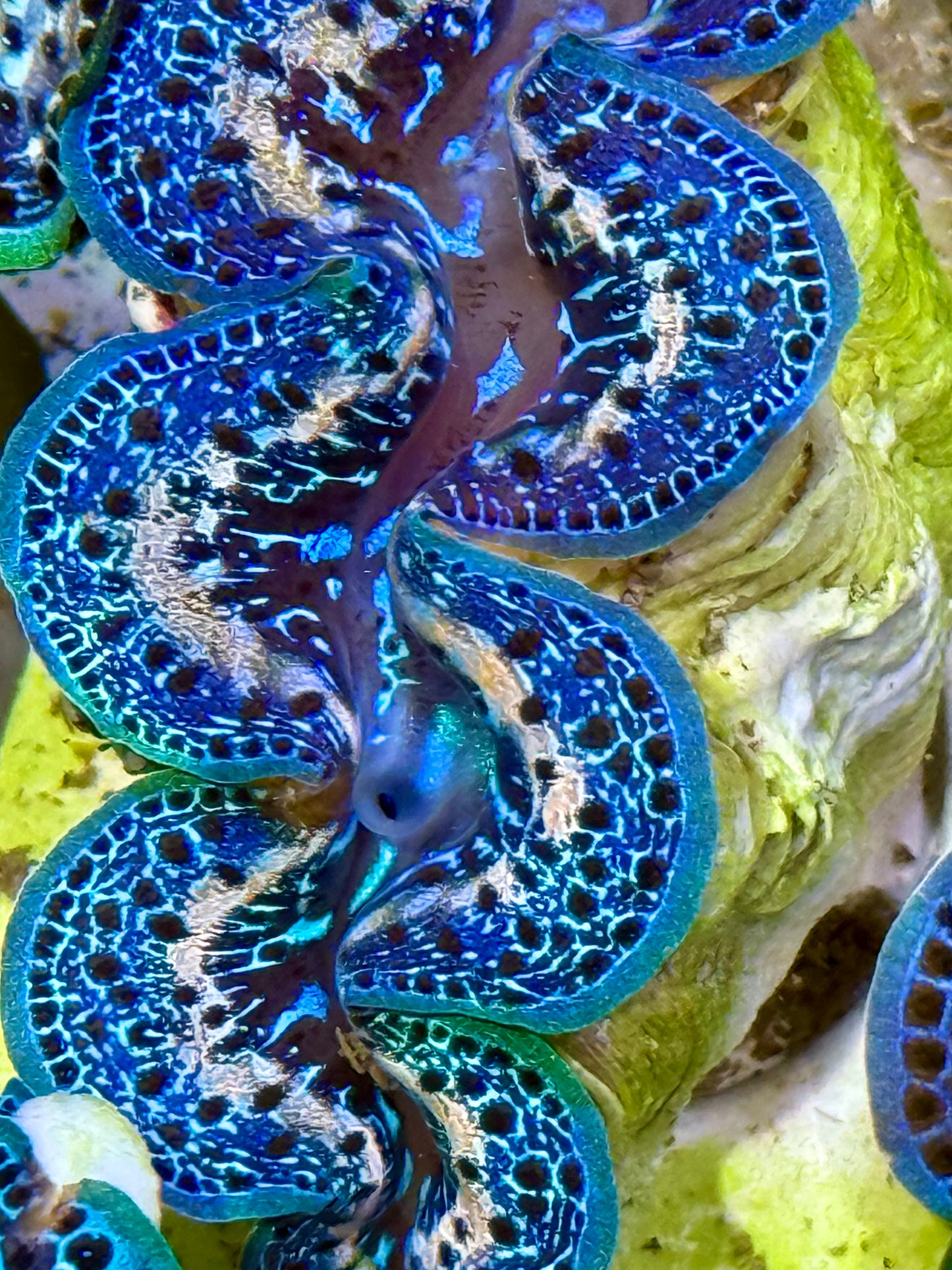 Cultured Maxima Clam 2.5” to 3.5” royal blue mixed color Clam