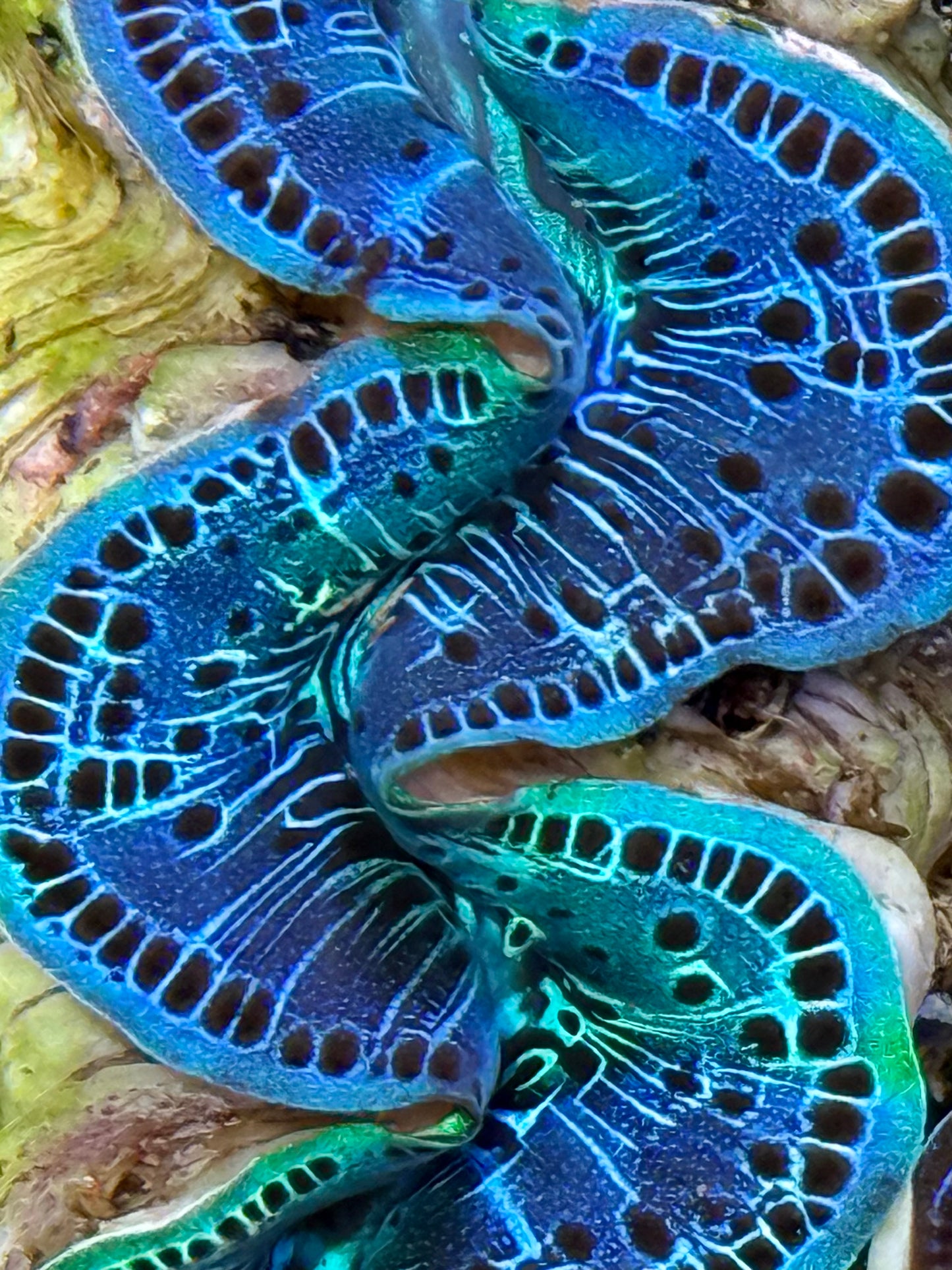 Cultured Maxima Clam 2.5” to 3.5” mixed blue colored clam