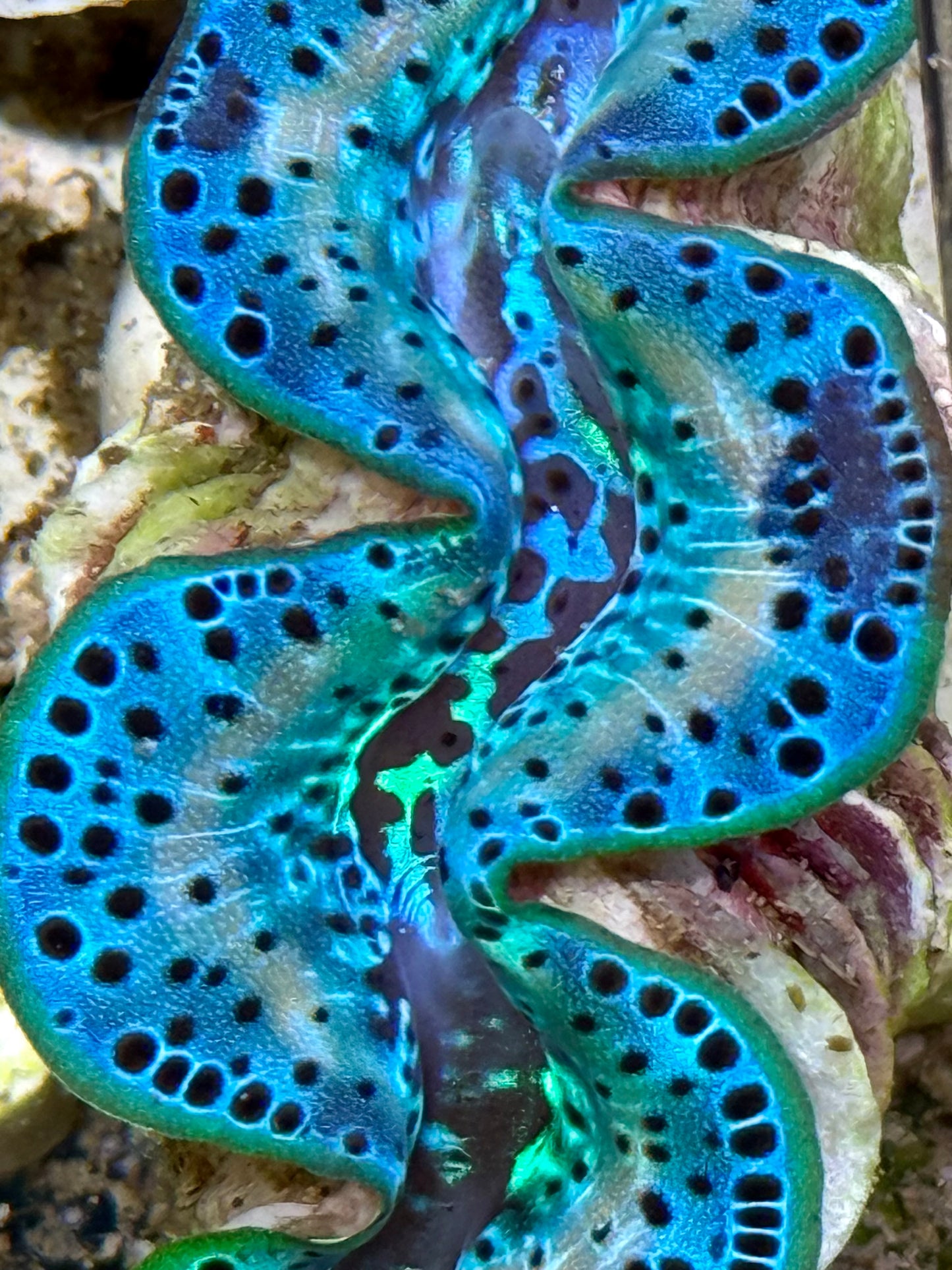 Cultured Maxima Clam 2.5” to 3.5” tricolor baby blue with white lines