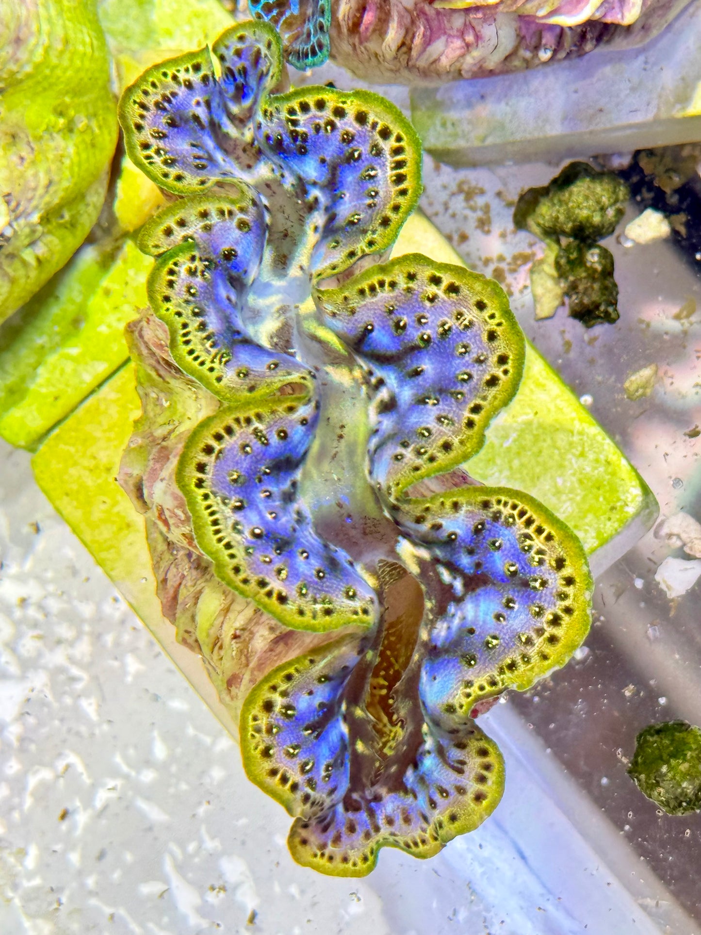 Cultured Maxima Clam 2.5” to 3.5” rare purple and gold color Clam