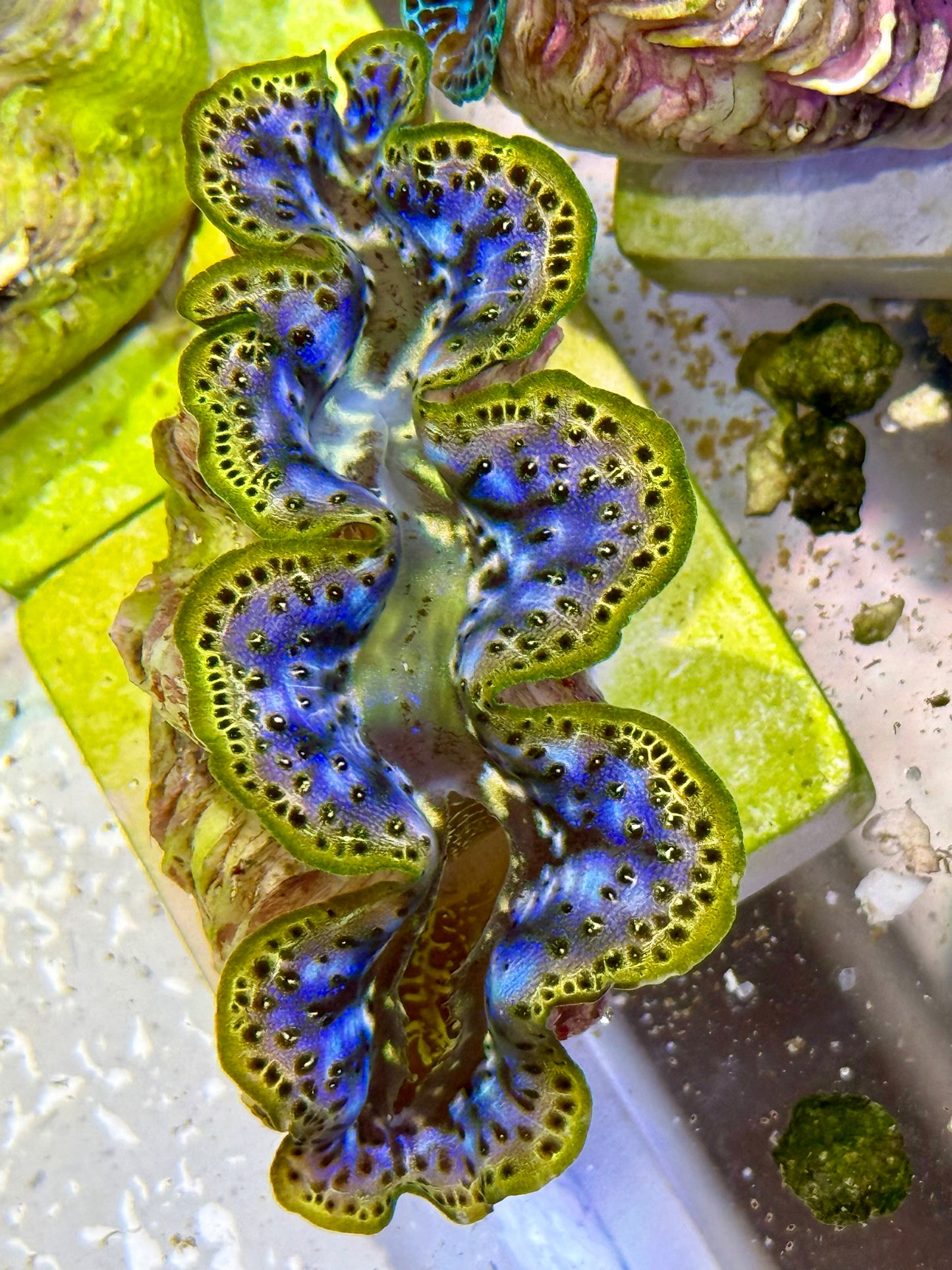 Cultured Maxima Clam 2.5” to 3.5” rare purple and gold color Clam