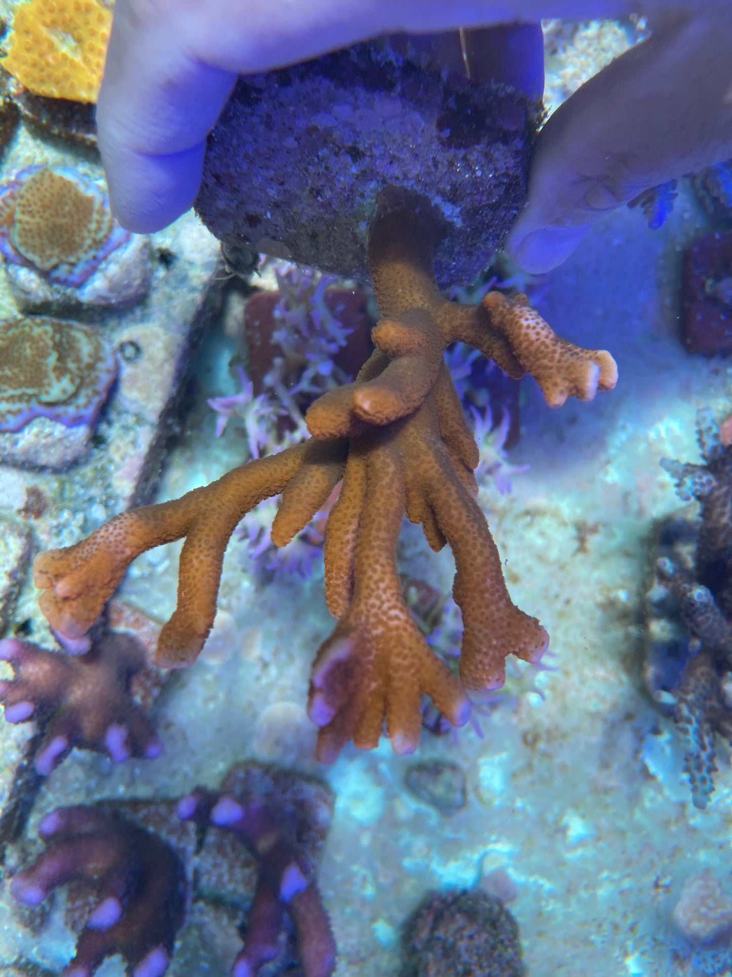 Forest Fire Montipora Digitata Coral