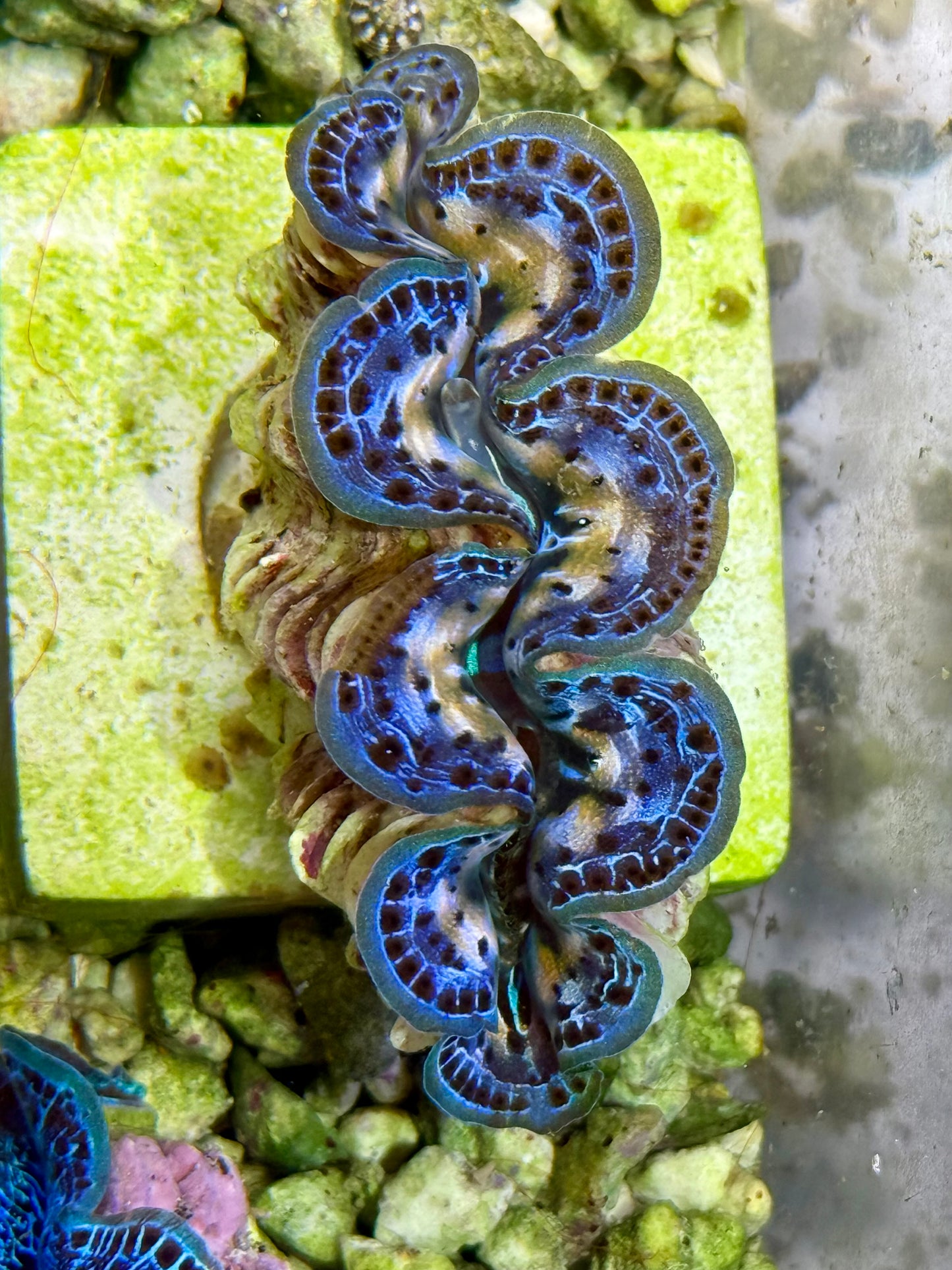 Cultured Maxima Clam 2.5” to 3.5” Ultra Blue black and white