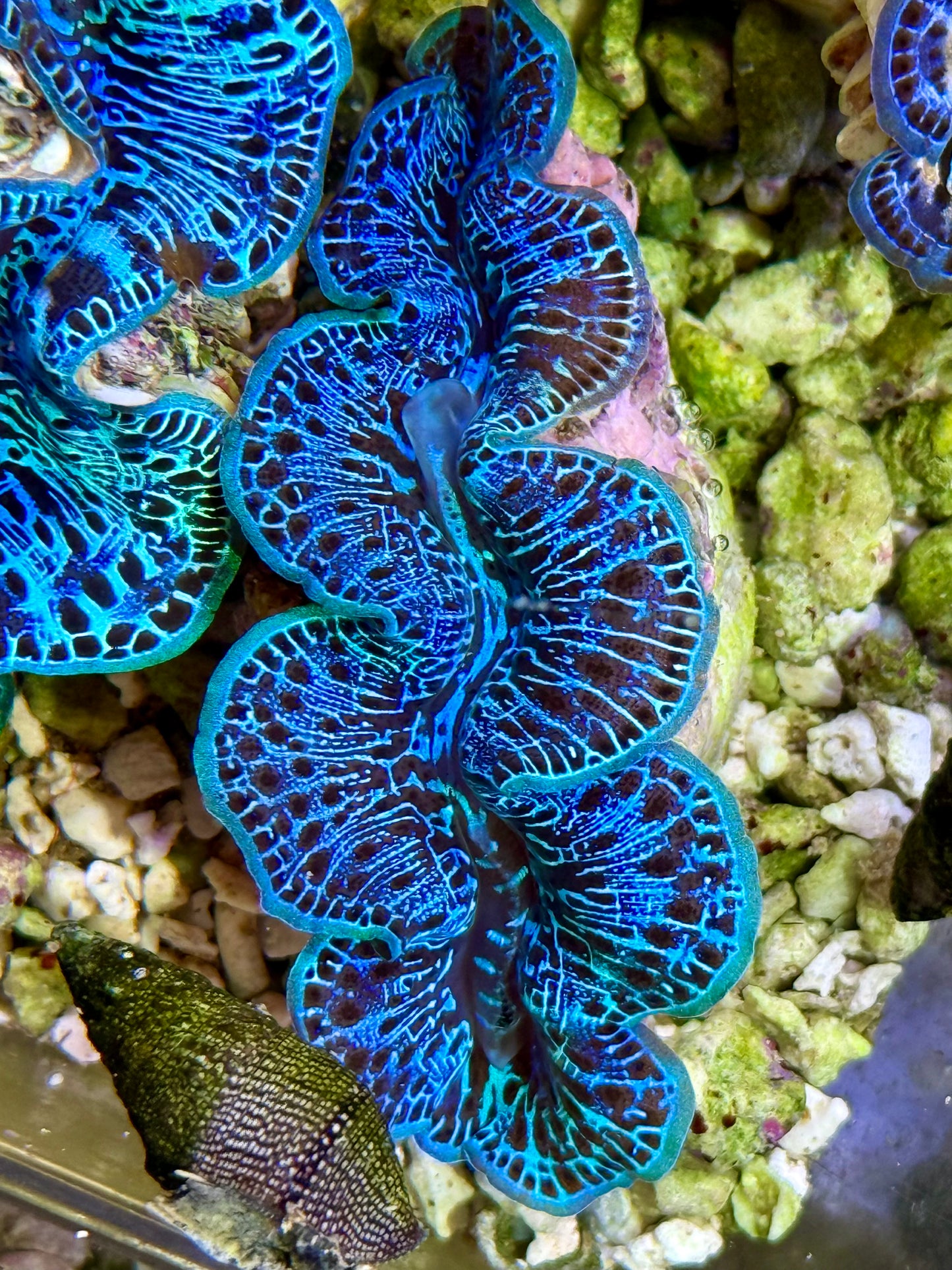 Cultured Maxima Clam 2.5” to 3.5”