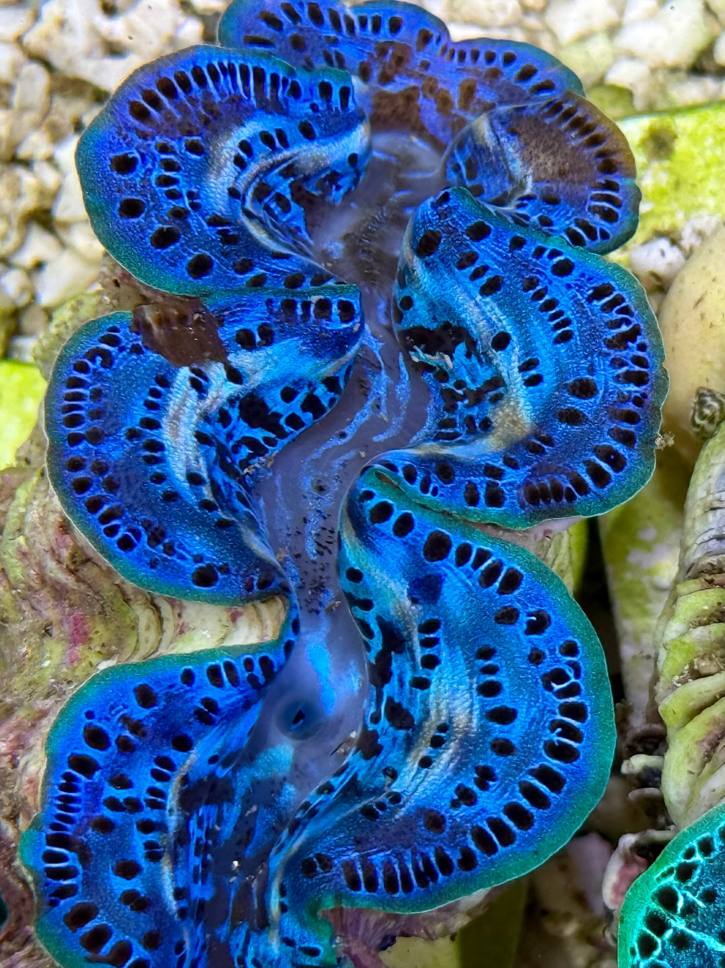 Cultured Maxima Clam 2.5” to 3.5”