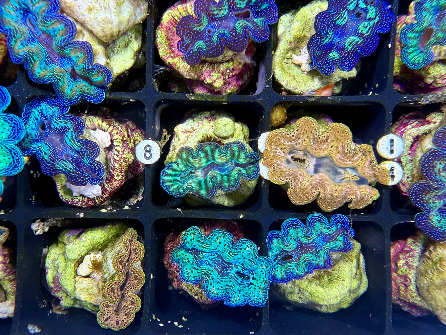 Captive Bred Crocea clam #9 white