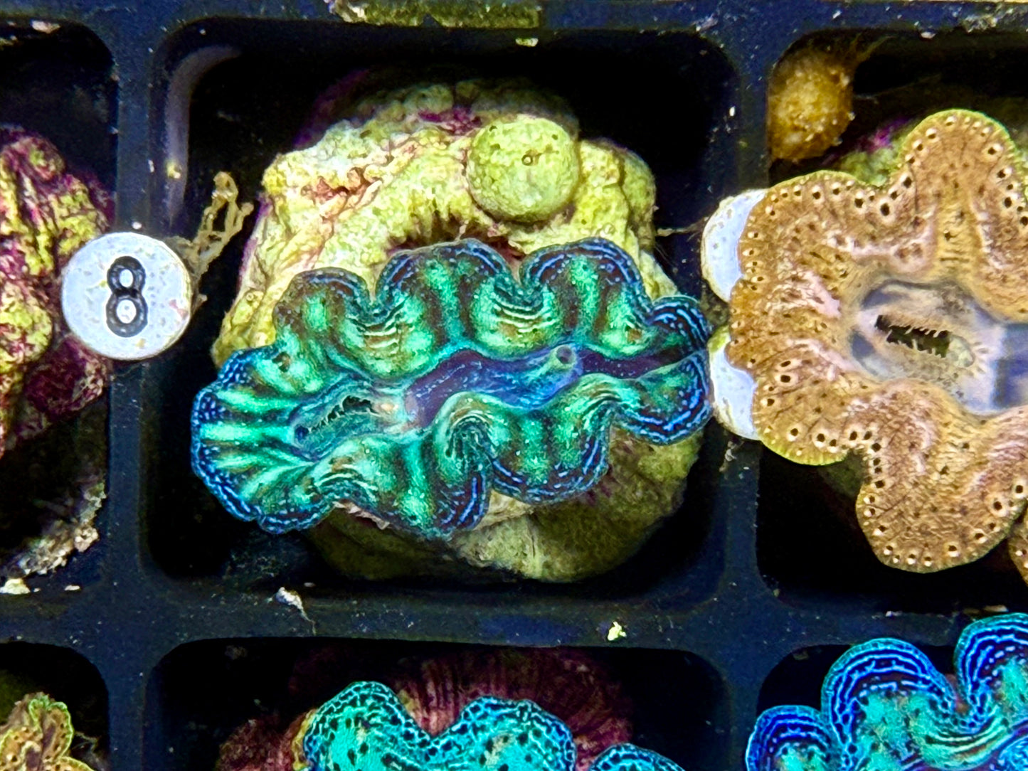 Captive Bred Crocea clam #9 white
