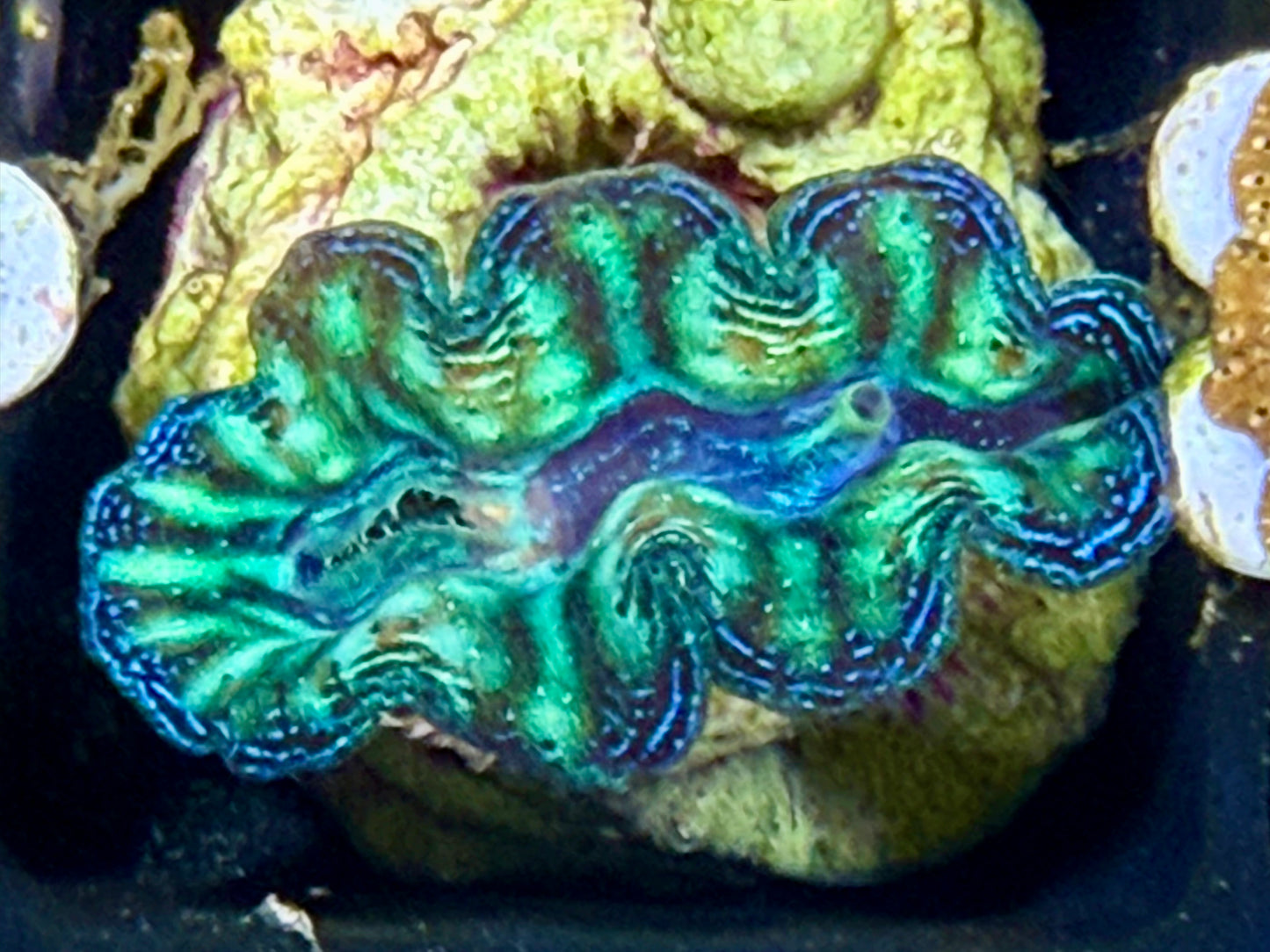 Captive Bred Crocea clam #9 white