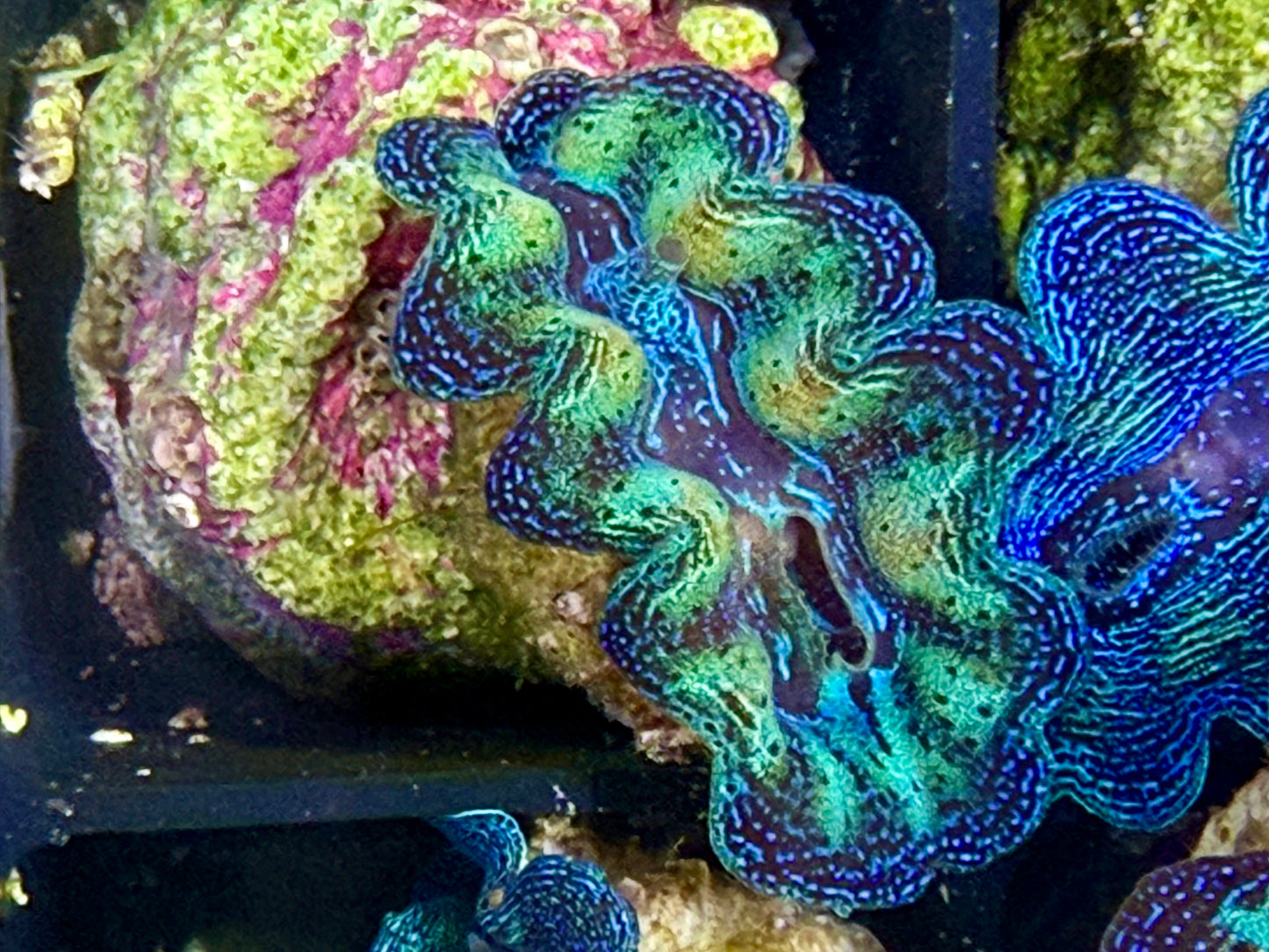 Captive Bred Rainbow Crocea clam #24 White