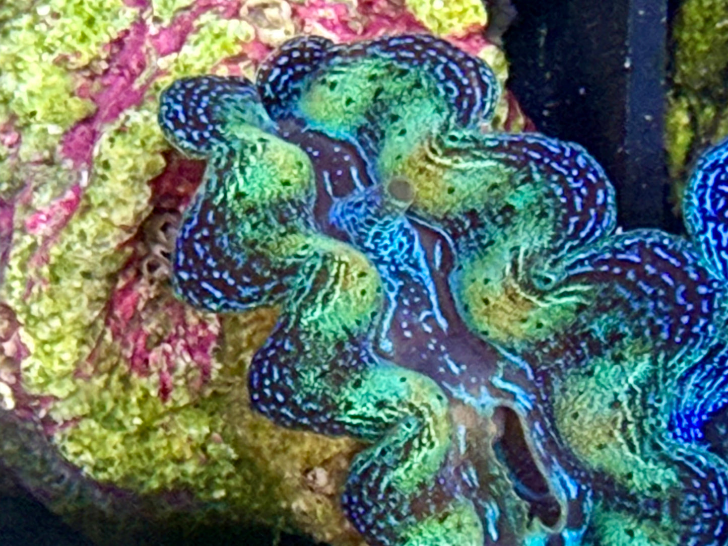 Captive Bred Rainbow Crocea clam #24 White