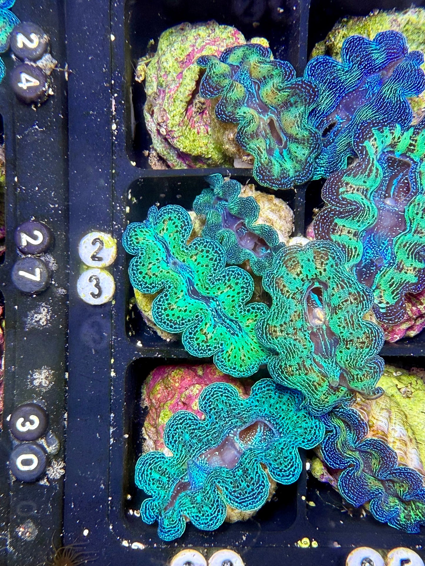 Captive Bred Rainbow Crocea clam #23 White