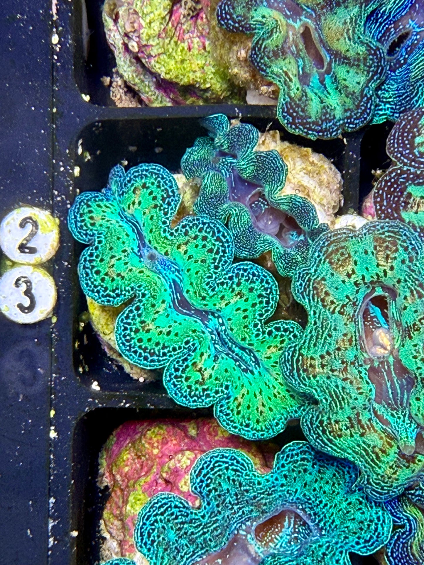 Captive Bred Rainbow Crocea clam #23 White
