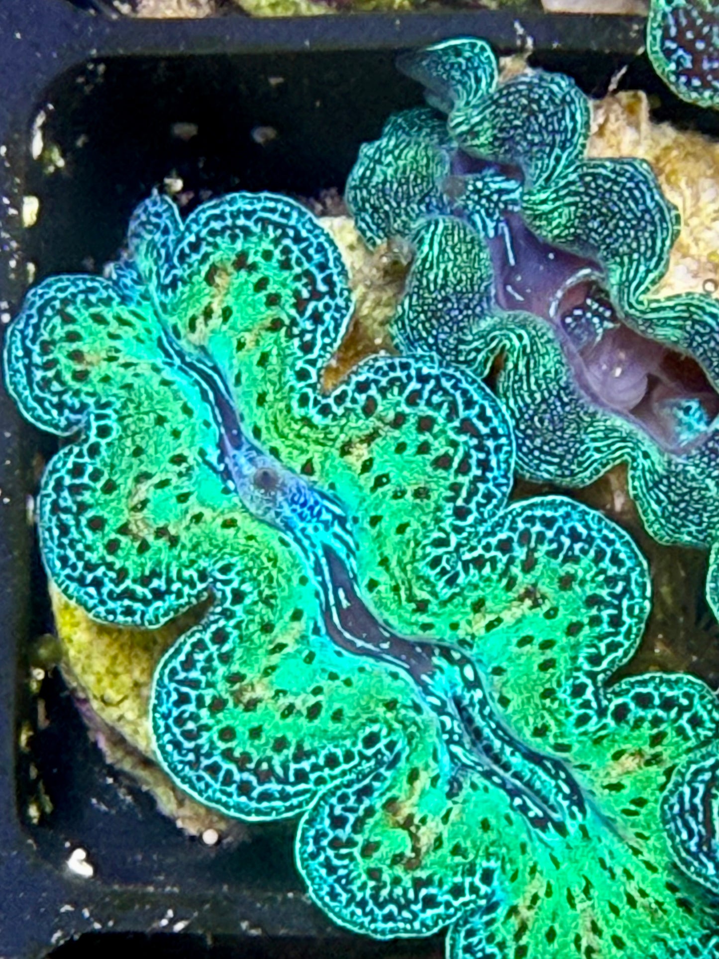 Captive Bred Rainbow Crocea clam #23 White