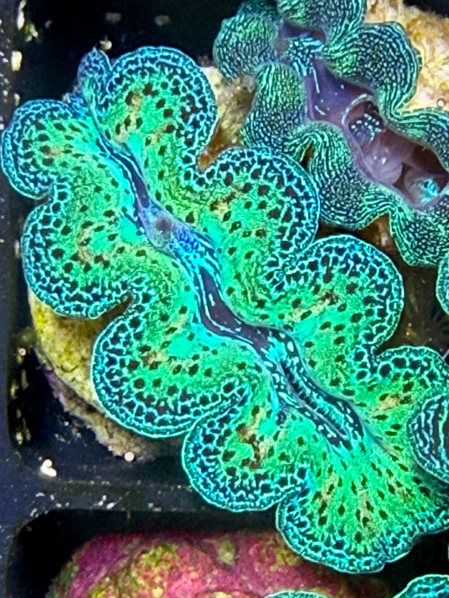 Captive Bred Rainbow Crocea clam #23 White