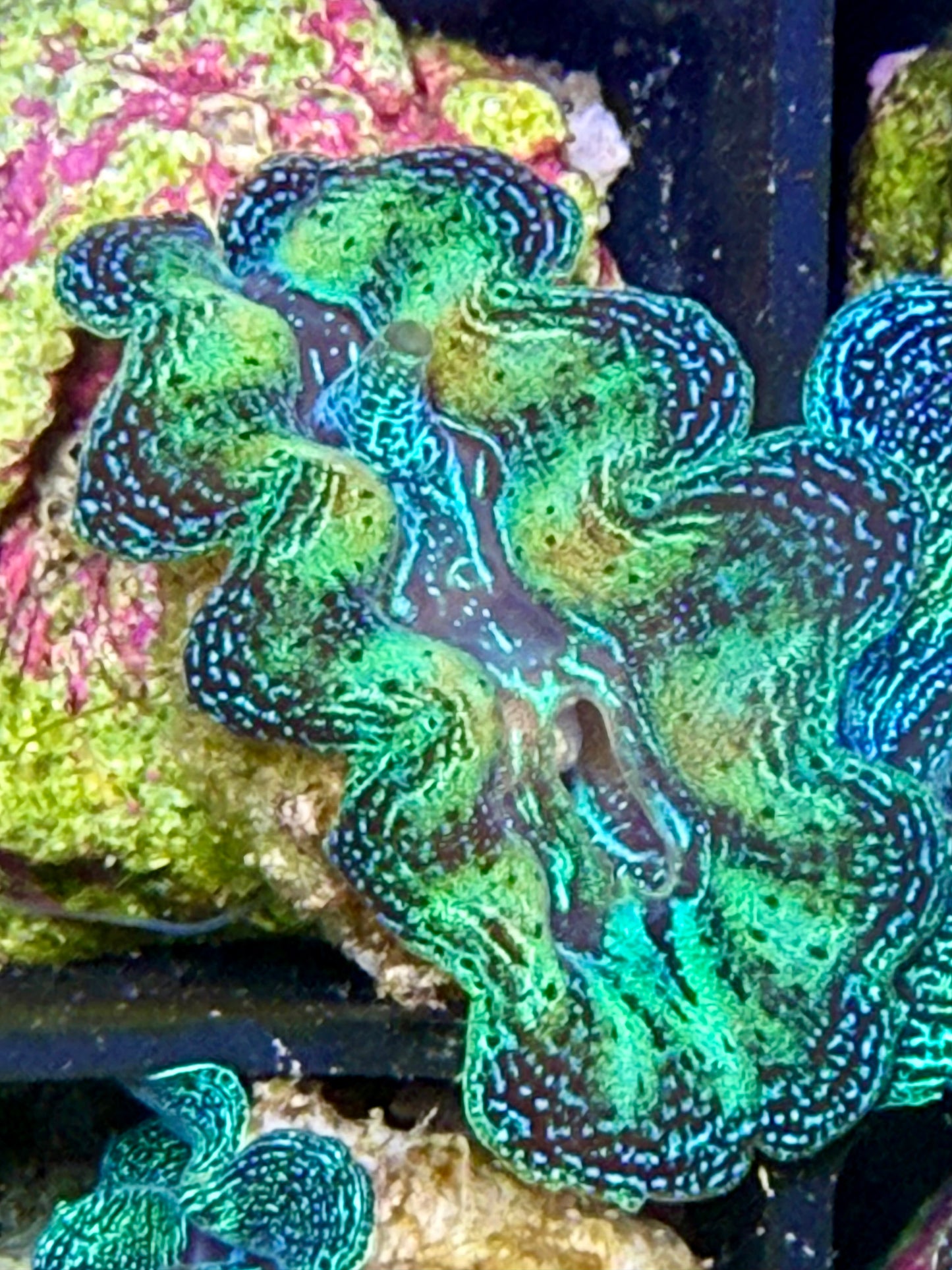 Captive Bred Rainbow Crocea clam #24 White
