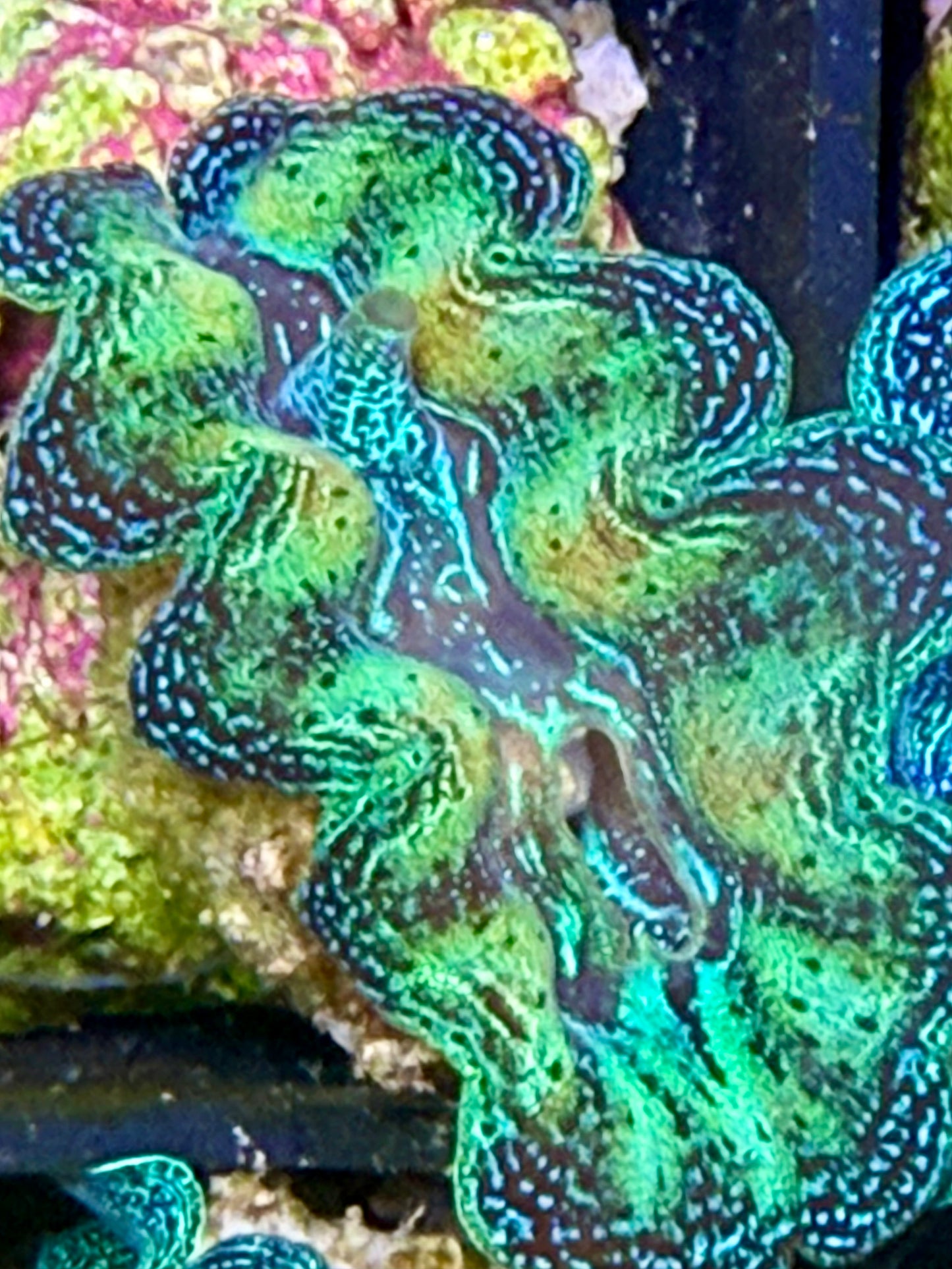Captive Bred Rainbow Crocea clam #24 White