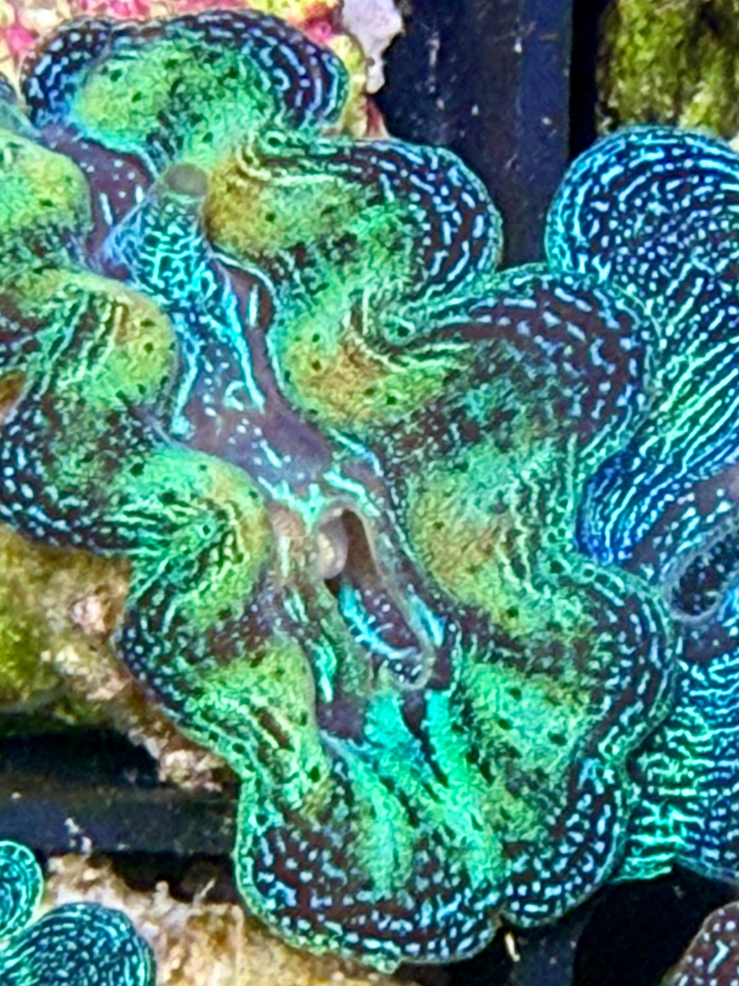 Captive Bred Rainbow Crocea clam #24 White