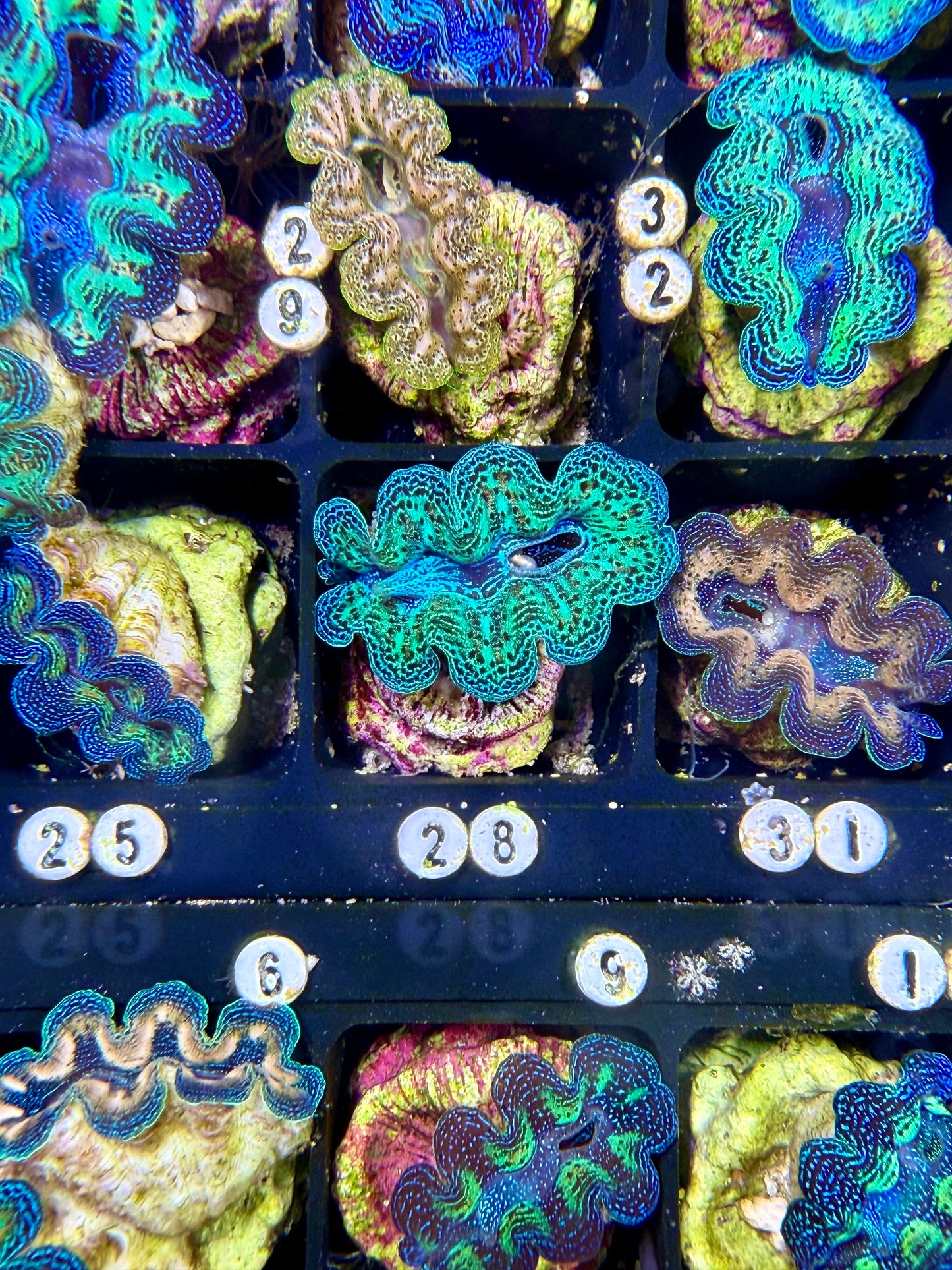 Captive Bred Rainbow Crocea clam #28 White