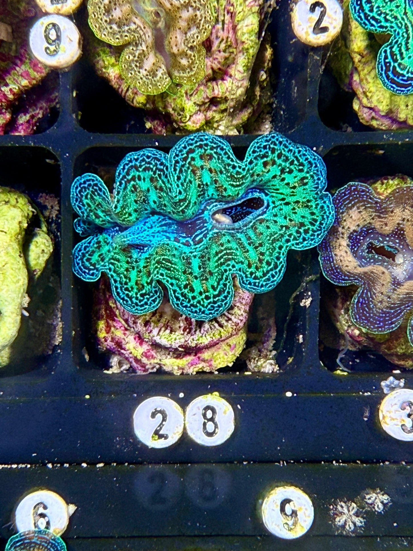 Captive Bred Rainbow Crocea clam #28 White