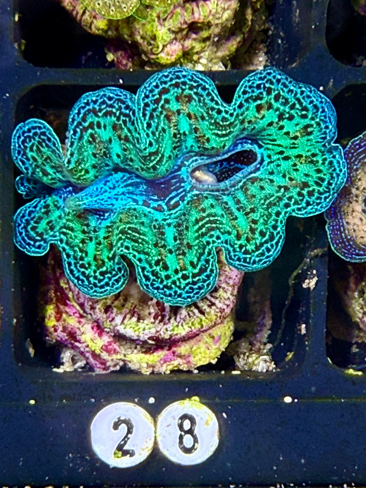 Captive Bred Rainbow Crocea clam #28 White